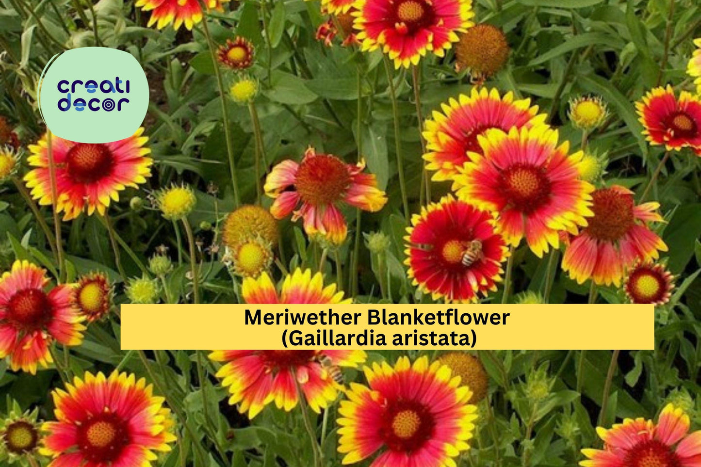 Meriwether Blanketflower Seeds, Gaillardia aristata, Native Wildflower, Drought-Tolerant, Yellow-Red Blooms, Pollinator-Friendly, 25 Seeds