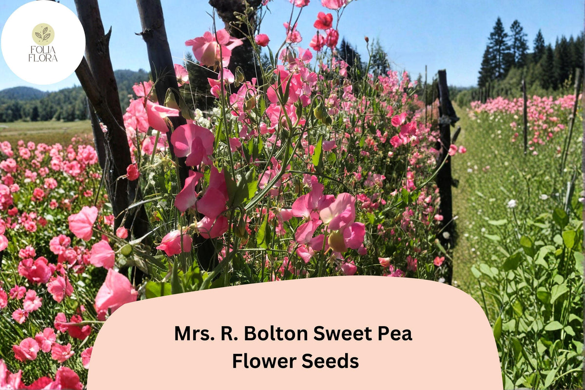 Sweet Pea Seeds, Mrs. R. Bolton, Soft Pink Blooms, Lathyrus odoratus, Climbing Vine, Garden Planting, 50+ Seeds