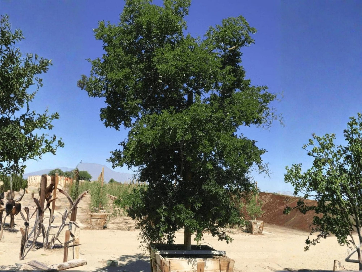 Texas Ebony Tree Seeds | Pithecellobium flexicaule | Native Evergreen Drought Tolerant Ornamental Plant