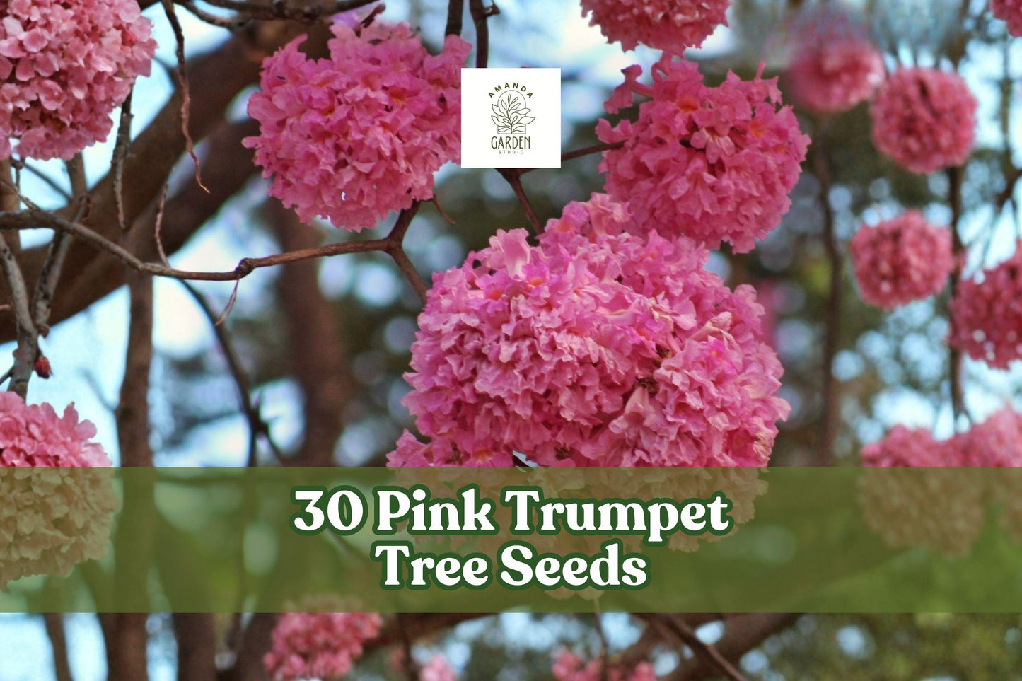30 Pink Trumpet Tree Seeds for Planting - Ornamental Flowering Tree Tabebuia rosea, Pink to Purple Flowers