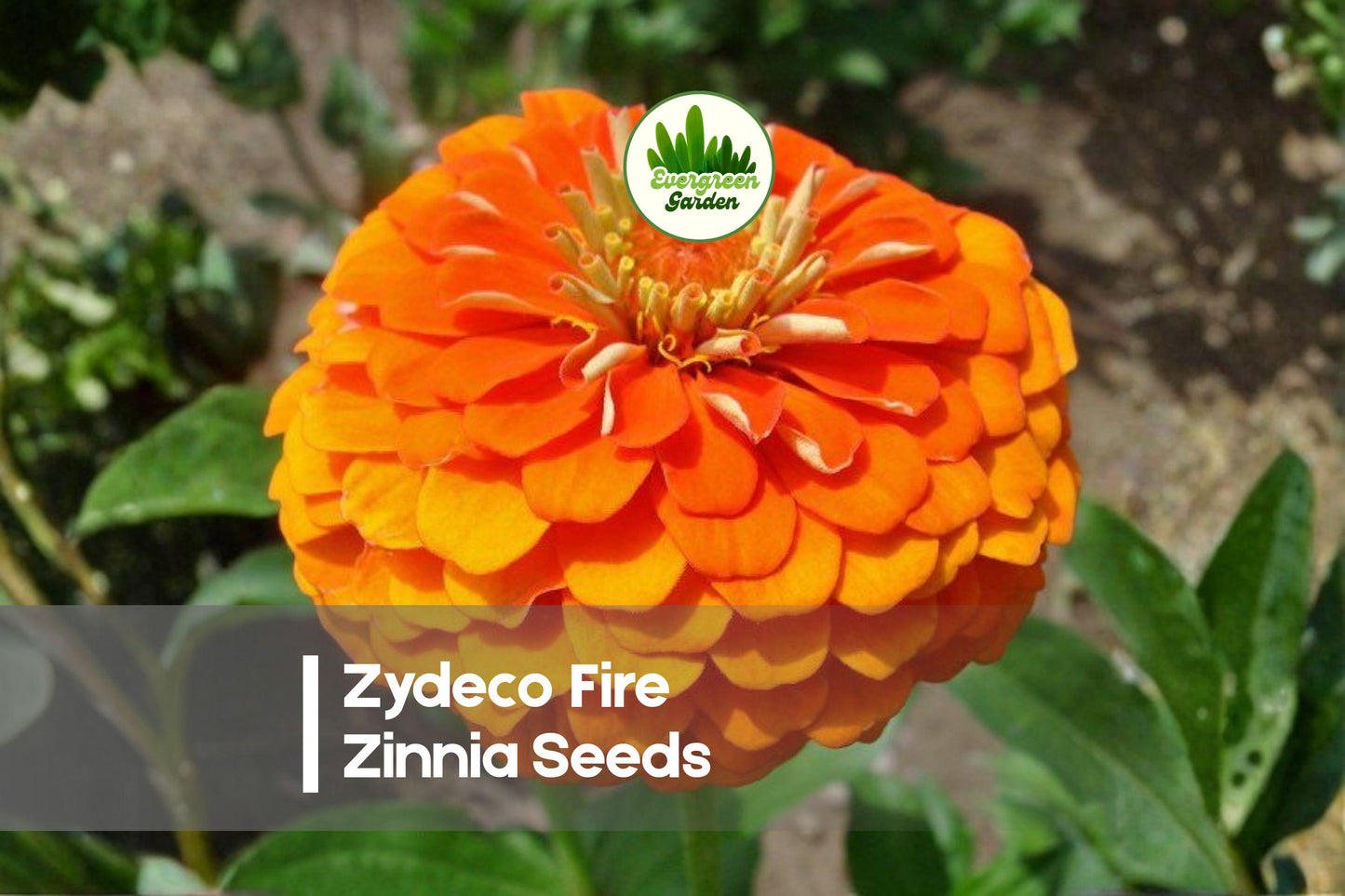 Zydeco Fire Zinnia Seeds – 100+ Large Double Blooms, Vibrant Red, Orange & Gold, Annual Flower for Borders, Beds & Cut Flowers