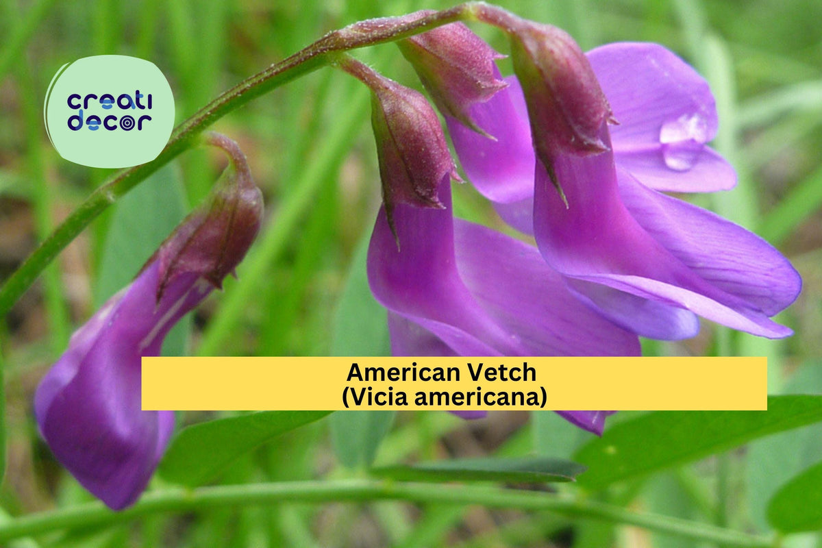 American Vetch Seeds (Vicia americana) – 25 Native Wildflower Seeds, Nitrogen Fixer, Pollinator Friendly, Climbing Vine for Meadows & Slopes