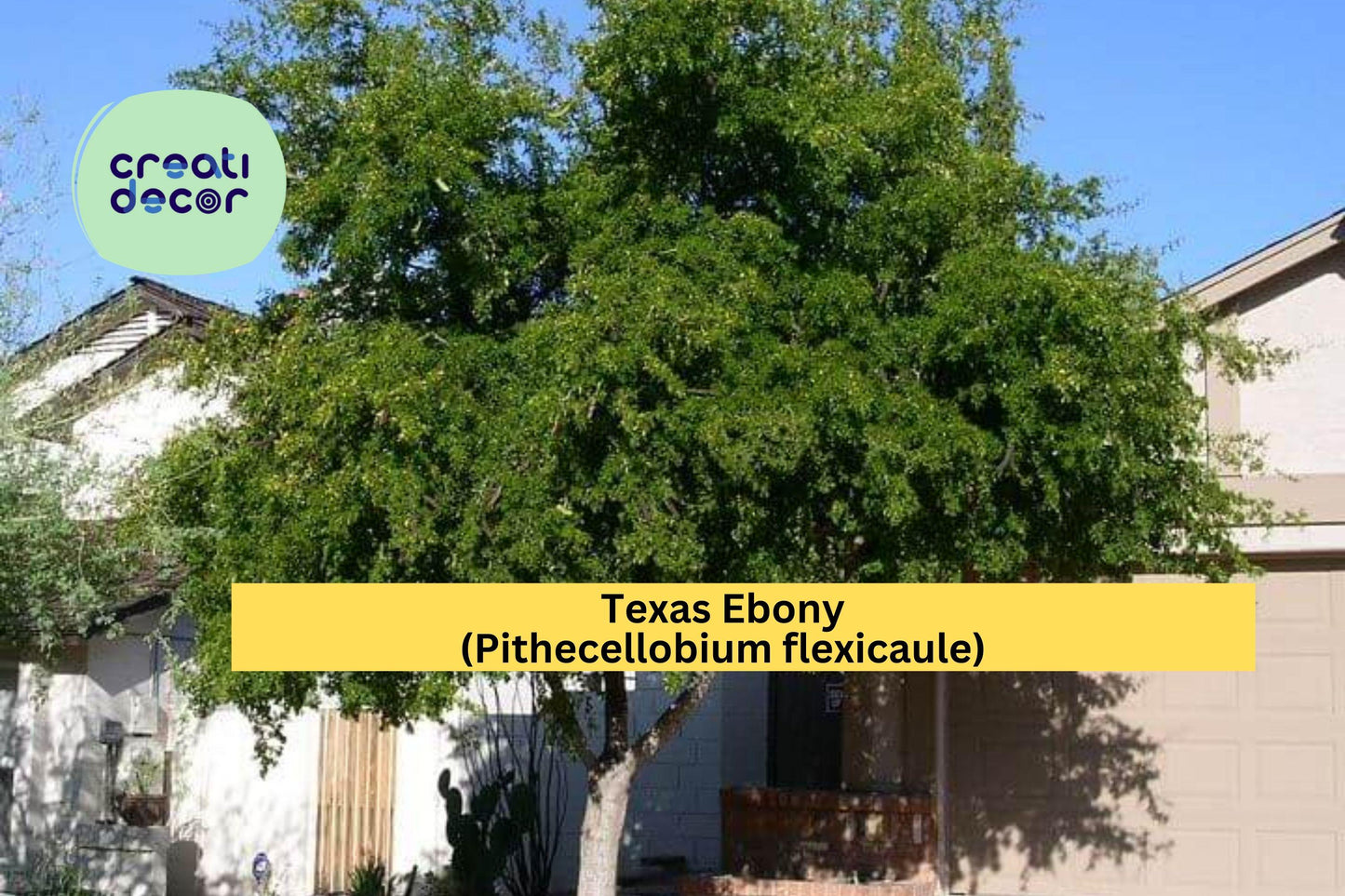 Texas Ebony Seeds – 10 Drought-Tolerant Evergreen Tree Seeds for Bonsai & Landscaping | Pithecellobium flexicaule