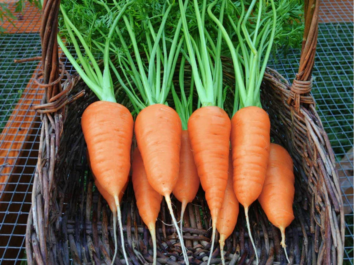 Chantenay Red Cored Carrot Seeds – 500 Non-GMO Heirloom, Short, Sweet, Crisp, Perfect for Raised Beds & Containers