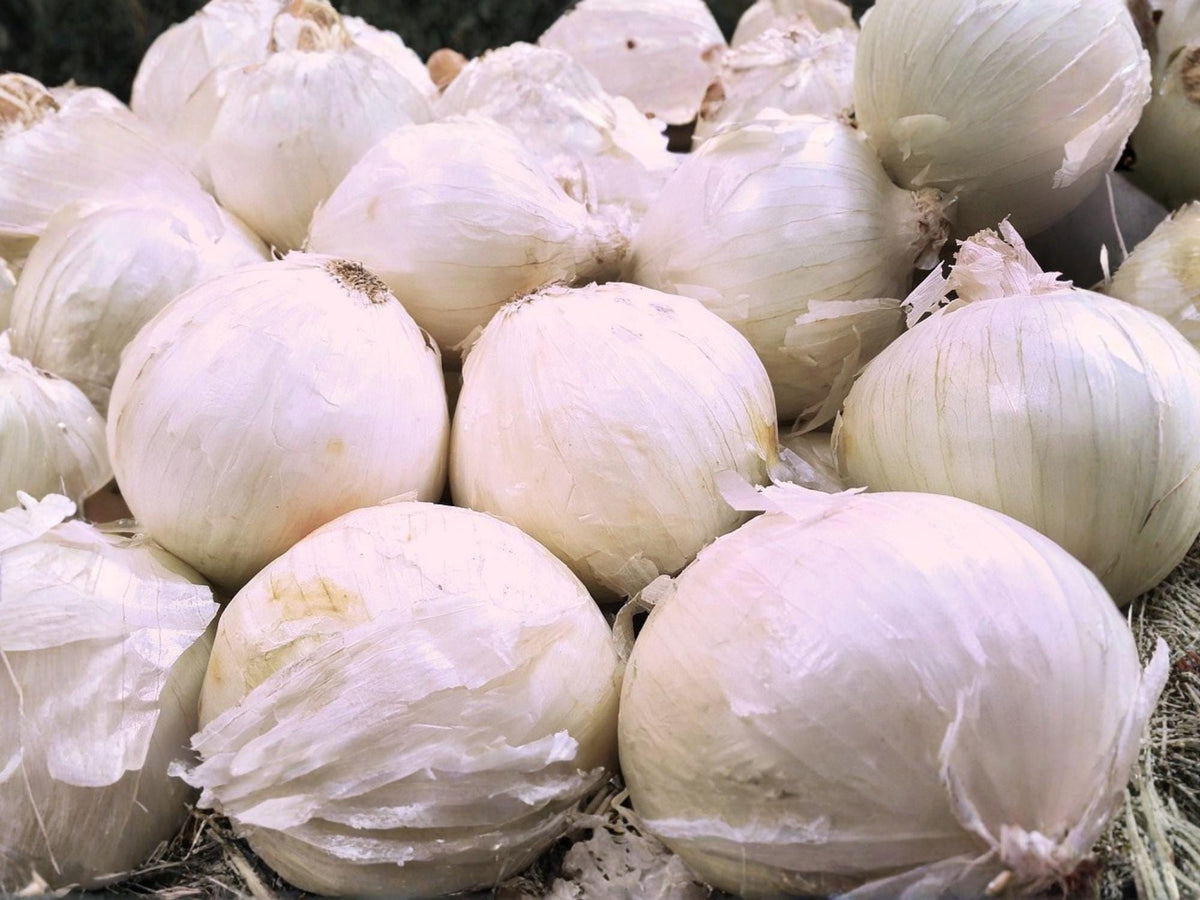 White Storage Onion Seeds – Blanco Duro Bulb Onion, Heirloom, White, 50 Seeds for Cooking & Long-Term Storage