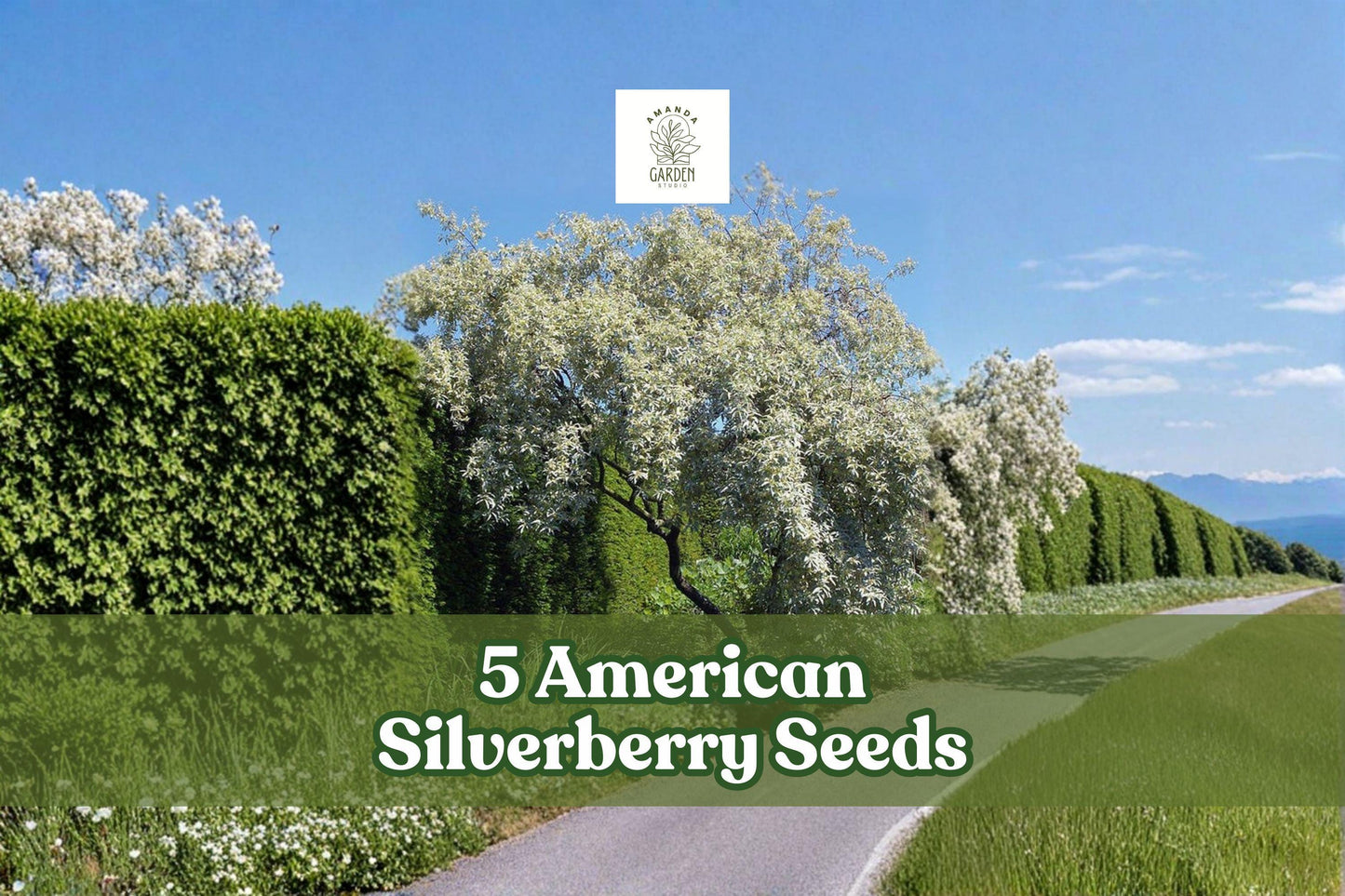 American Silverberry Seeds – Elaeagnus commutata Ornamental Shrub for Garden and Landscape Planting
