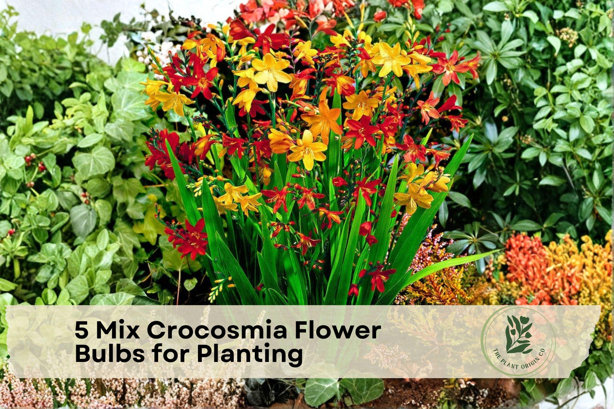 Mixed Color Crocosmia Flower Bulbs – Easy to Grow Perennial for Garden Beds, Borders & Containers | Crocosmia spp.