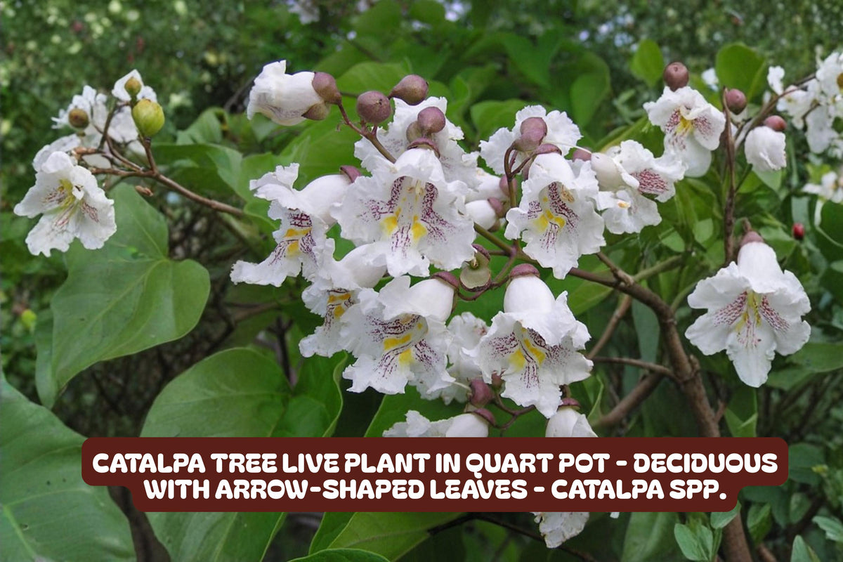 Catalpa Tree Live Plant in Quart Pot, Deciduous with Arrow-Shaped Leaves, Catalpa speciosa, Garden Tree for Shade and Landscape