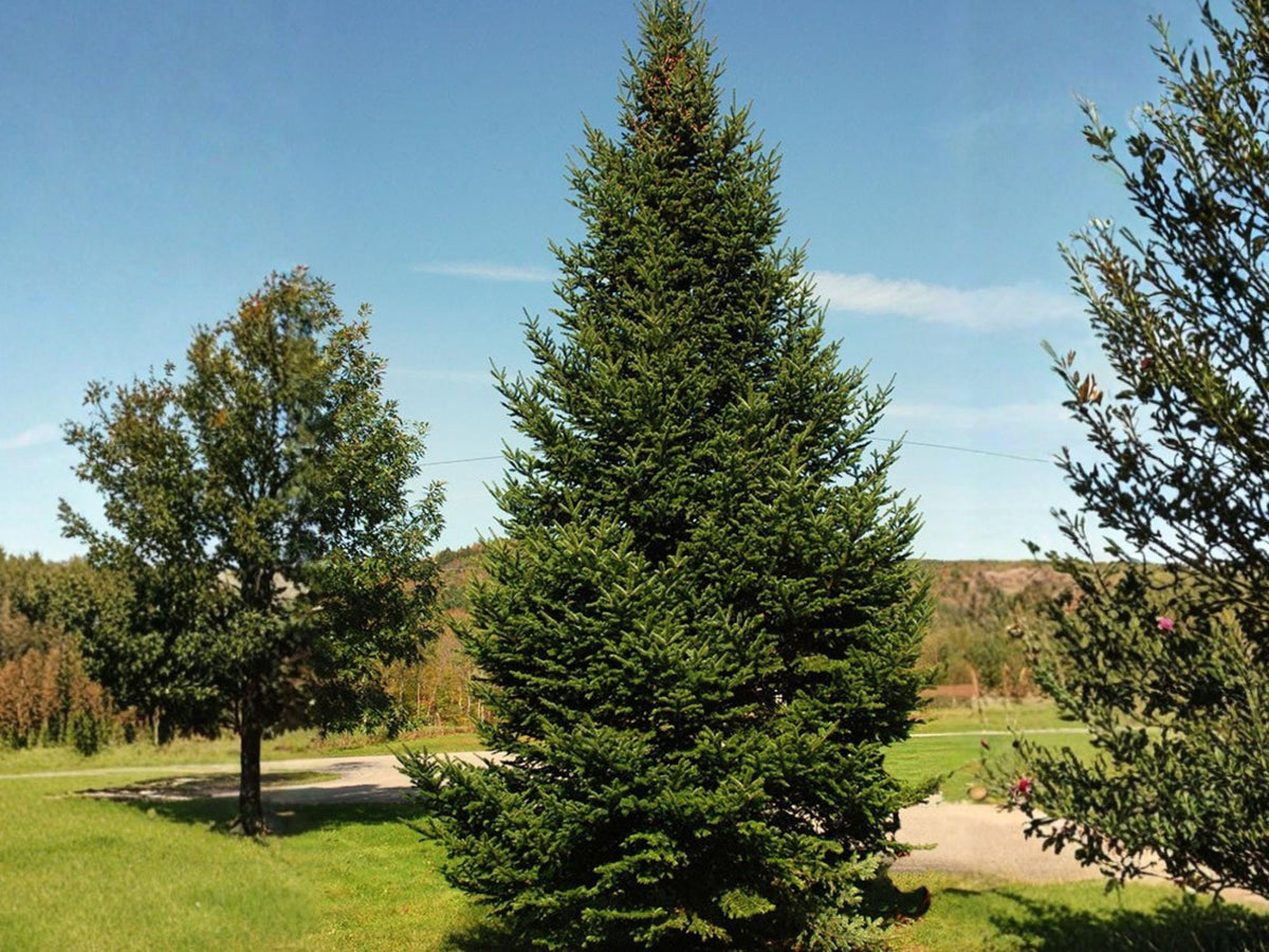 Balsam Fir Seeds | Abies balsamea | Native Evergreen Tree for Reforestation & Wildlife Habitat | Cold Hardy Seed Pack