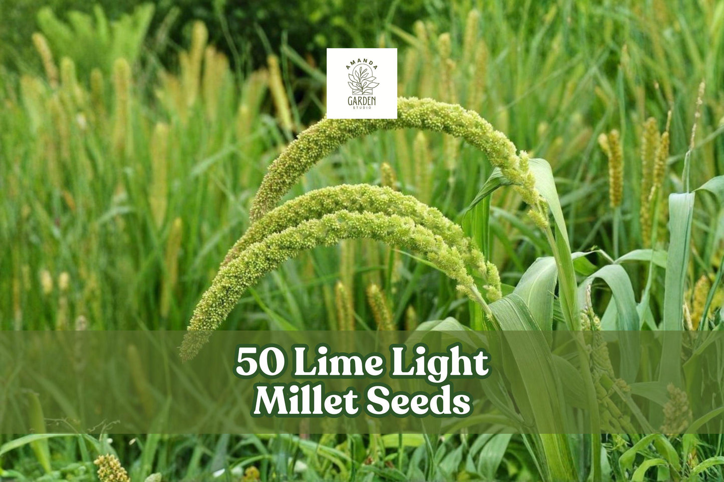 50 Lime Light Millet Seeds - Ornamental Grass Pennisetum glaucum, Lime Green Flower Plumes, Garden, Landscape, Cut Flowers