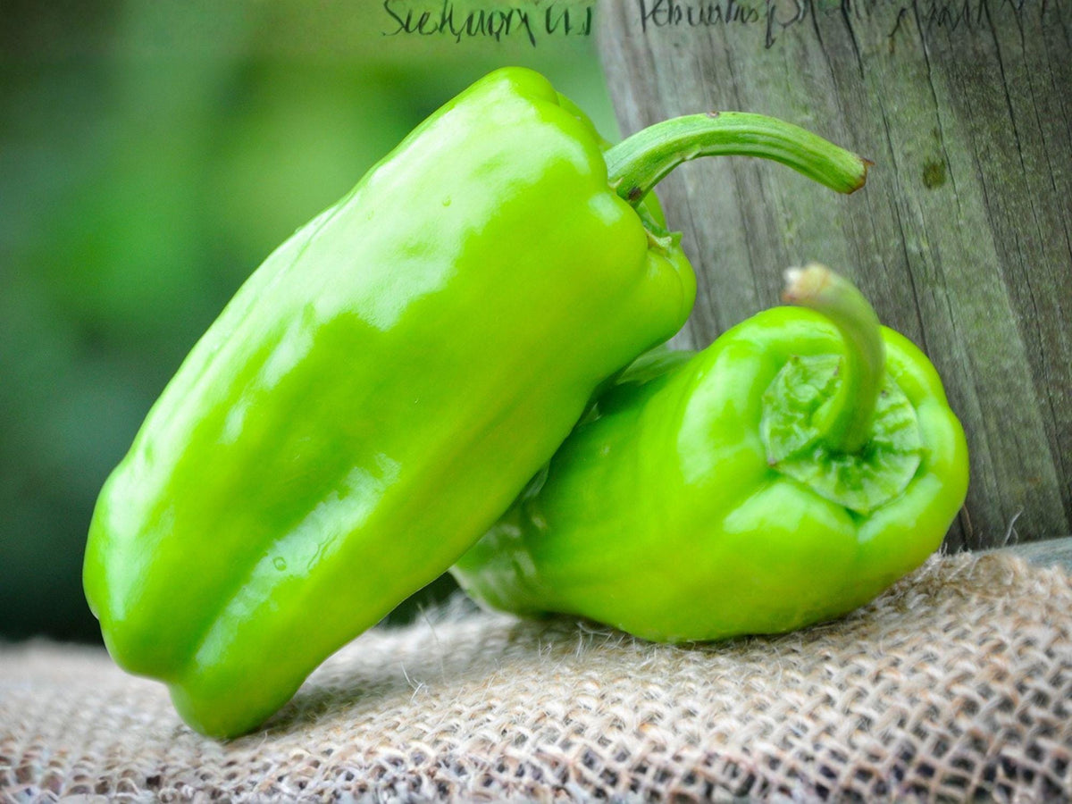 Pepperoncini Italian Sweet Pepper Seeds – Mild, Heirloom, 25 Seeds for Pickling, Salads, and Fresh Eating