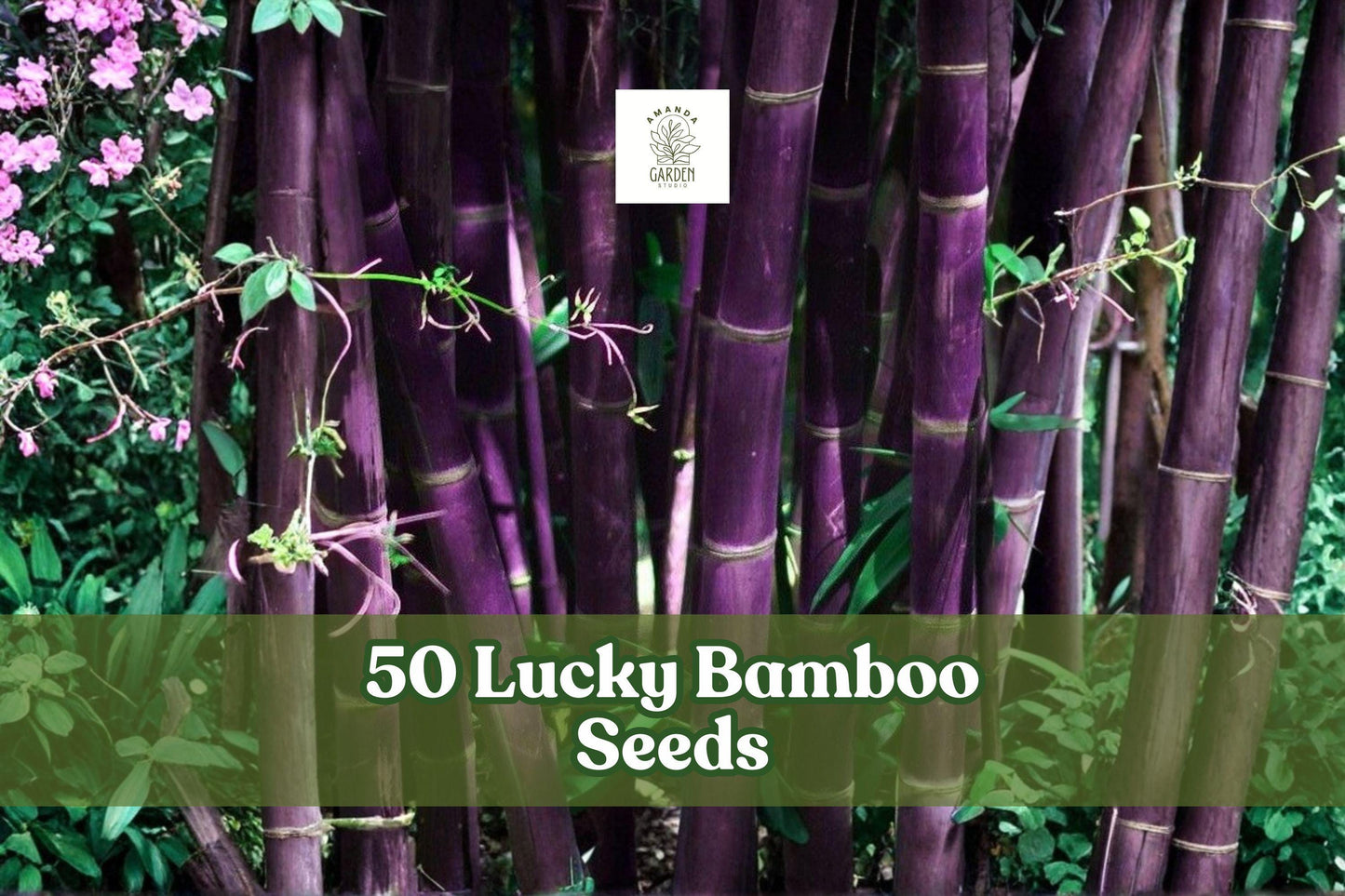 50 Lucky Bamboo Seeds for Indoor Ornamental Planting Dracaena sanderiana Foliage Seeds