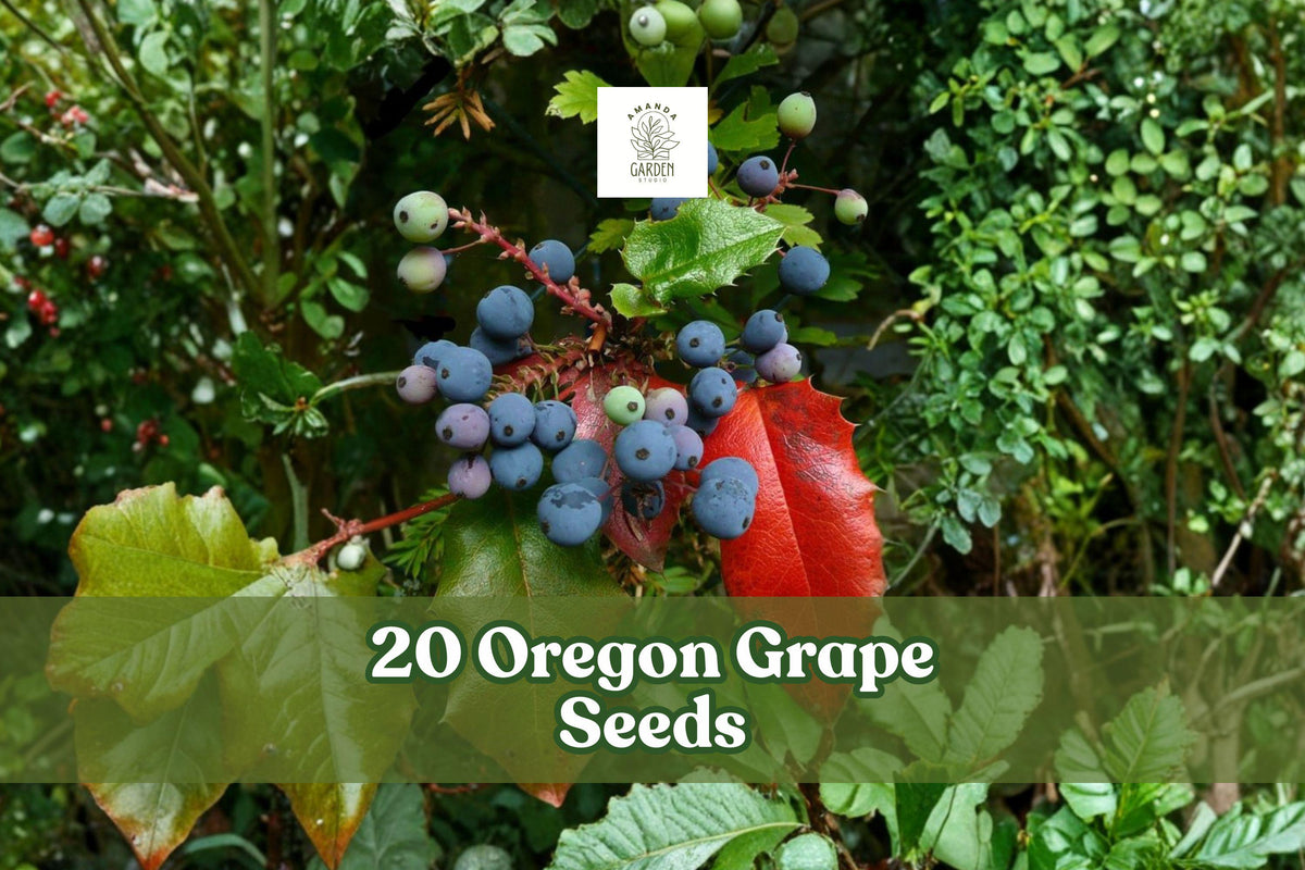 Oregon Grape Seeds 20 Mahonia aquifolium Ornamental Evergreen Shrub with Yellow Flowers and Decorative Fruit
