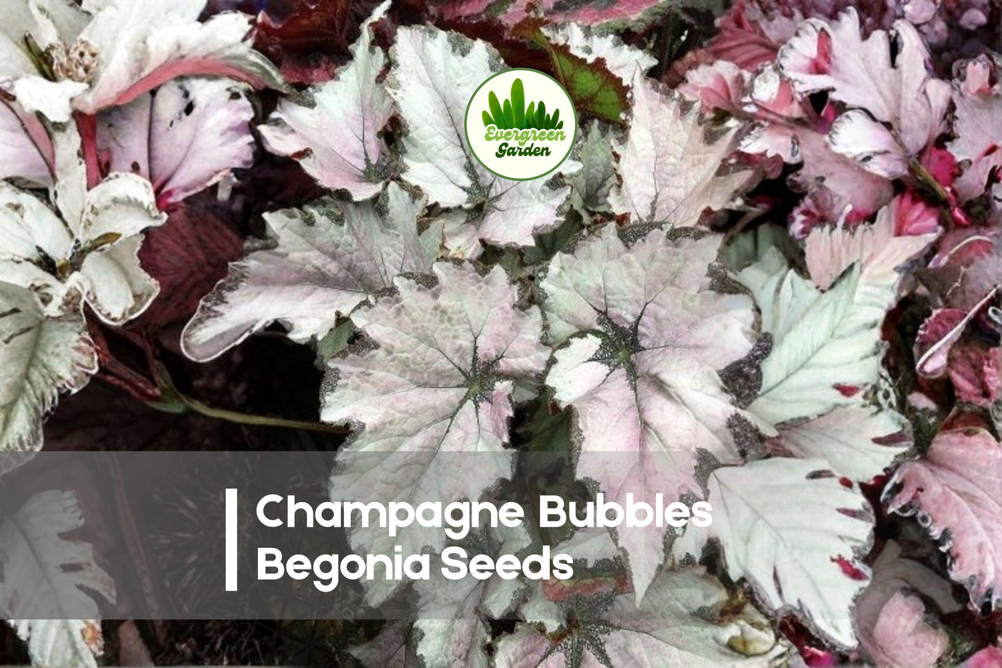 Champagne Bubbles Begonia Seeds – Pastel Flowering Annual for Shade Gardens, Pots & Borders – Begonia × hybrida