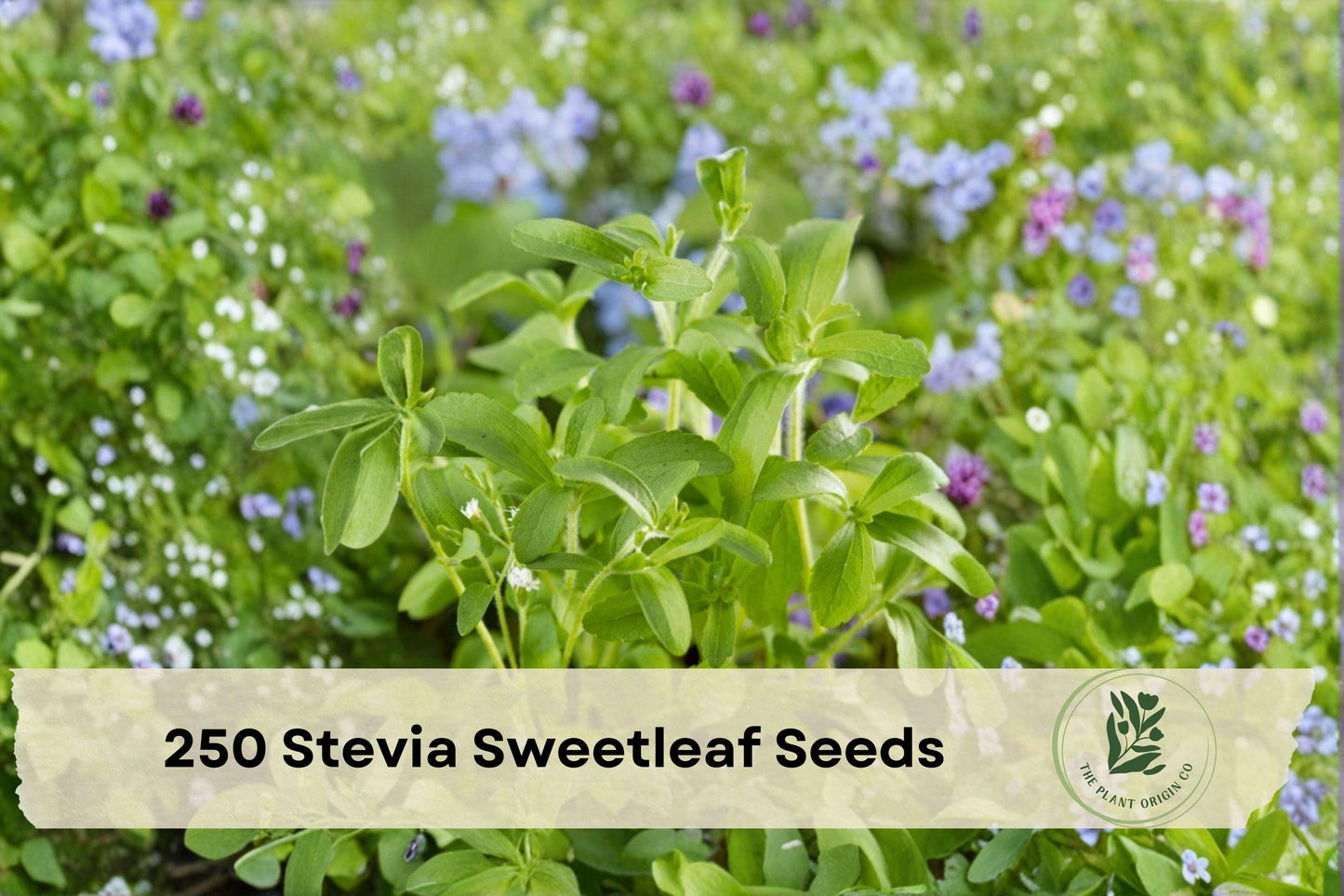 250 Stevia rebaudiana Seeds for Garden Planting, Herbaceous Perennial, Sweetleaf Herb, Full Sun to Partial Shade