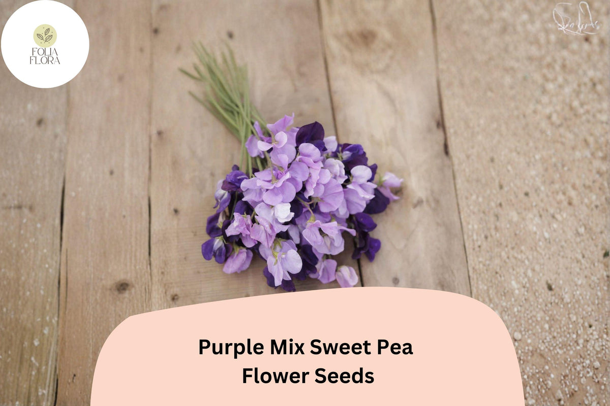 50+ Purple Mix Sweet Pea Seeds | Assorted Purple Shades Climbing Flower for Garden Trellis | Lathyrus odoratus