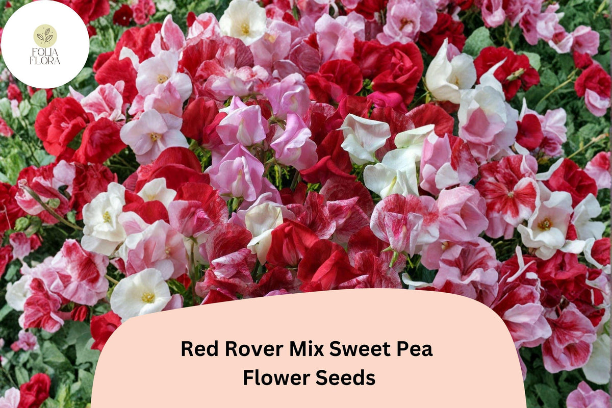 Red Rover Sweet Pea Seeds | Climbing Garden Flowers in Mixed Red Tones | Lathyrus odoratus