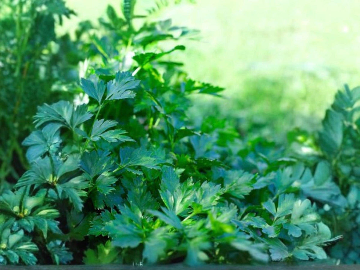 Italian Giant Parsley Seeds – Flat Leaf Herb for Cooking & Gardening, Dark Green, Non-GMO, 500 Seeds