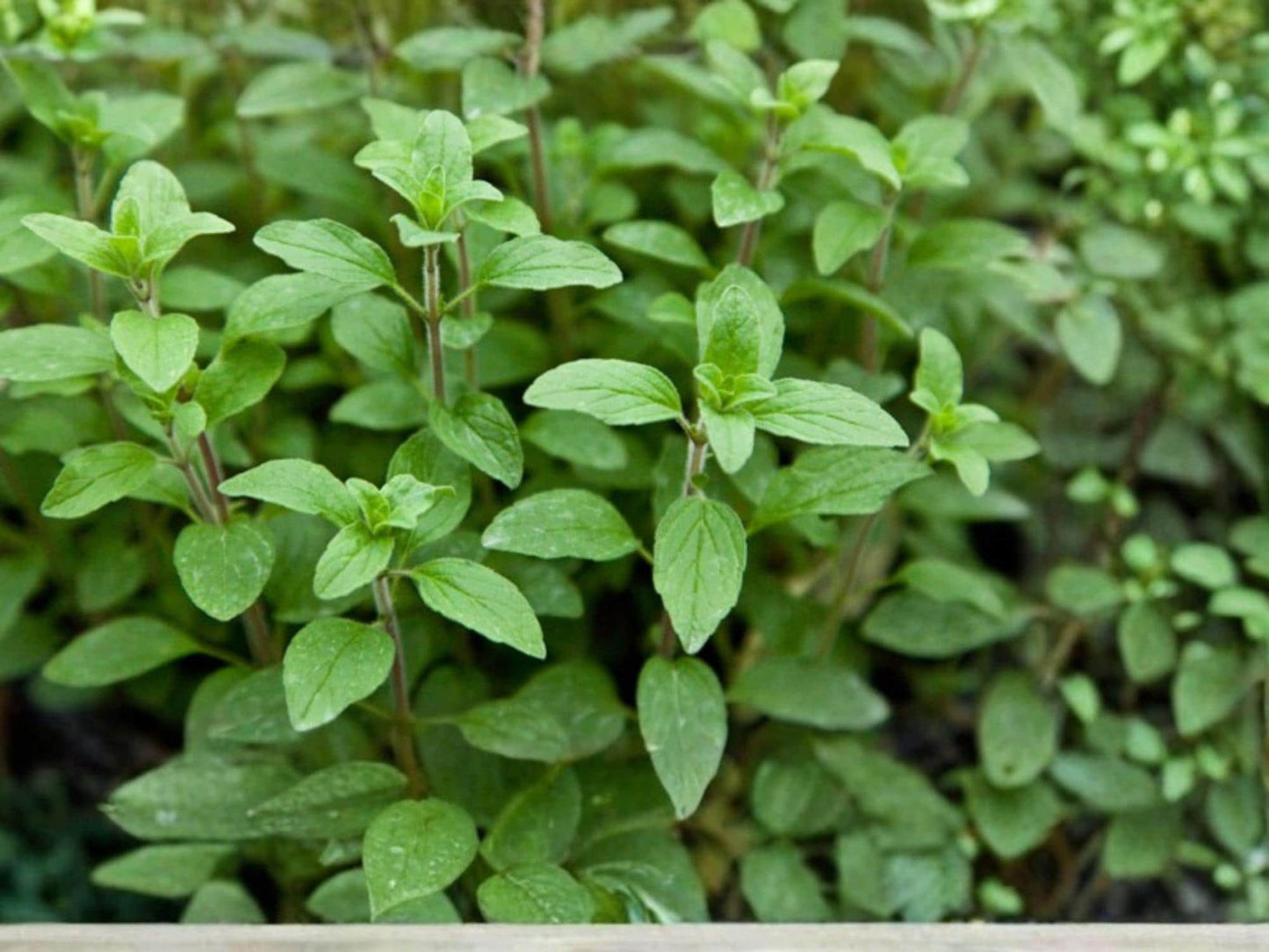 Italian Oregano Herb Seeds – 100 Non-GMO, Aromatic Perennial for Culinary Use, Easy to Grow, Mediterranean Flavor