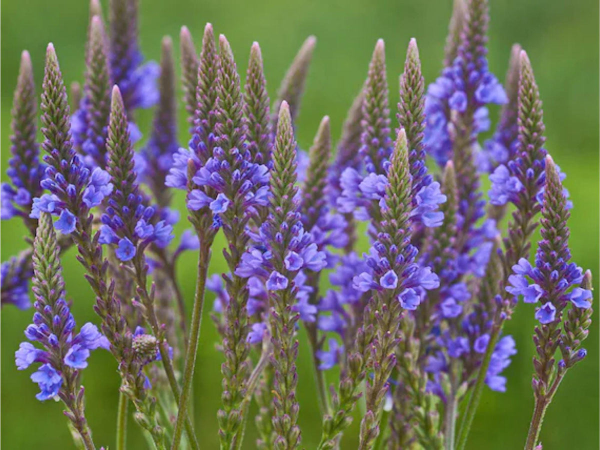 Verbena hastata Seeds – Blue Vervain Native Wildflower Pollinator Plant, Perennial, 100 Seeds
