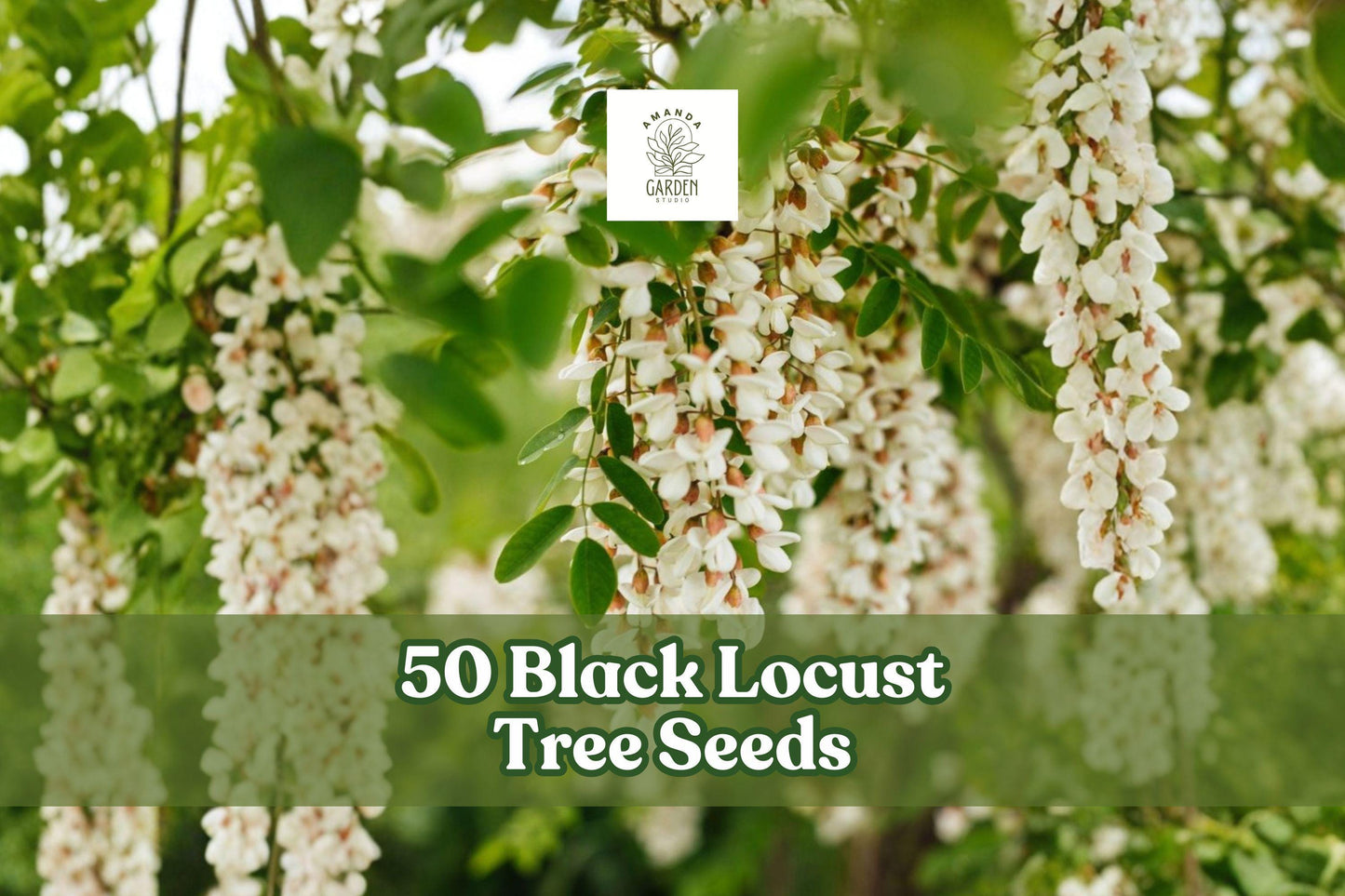 Black Locust Tree Seeds – Robinia pseudoacacia, Fragrant White Flowers, Deciduous Landscape Tree, 50 Seeds