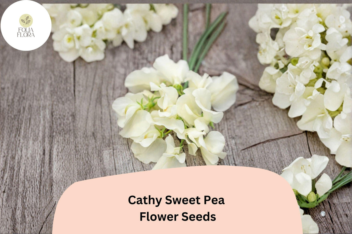 50+ Cathy Sweet Pea Seeds | Yellow Cream Climbing Flower Vine for Trellis & Garden | Lathyrus odoratus