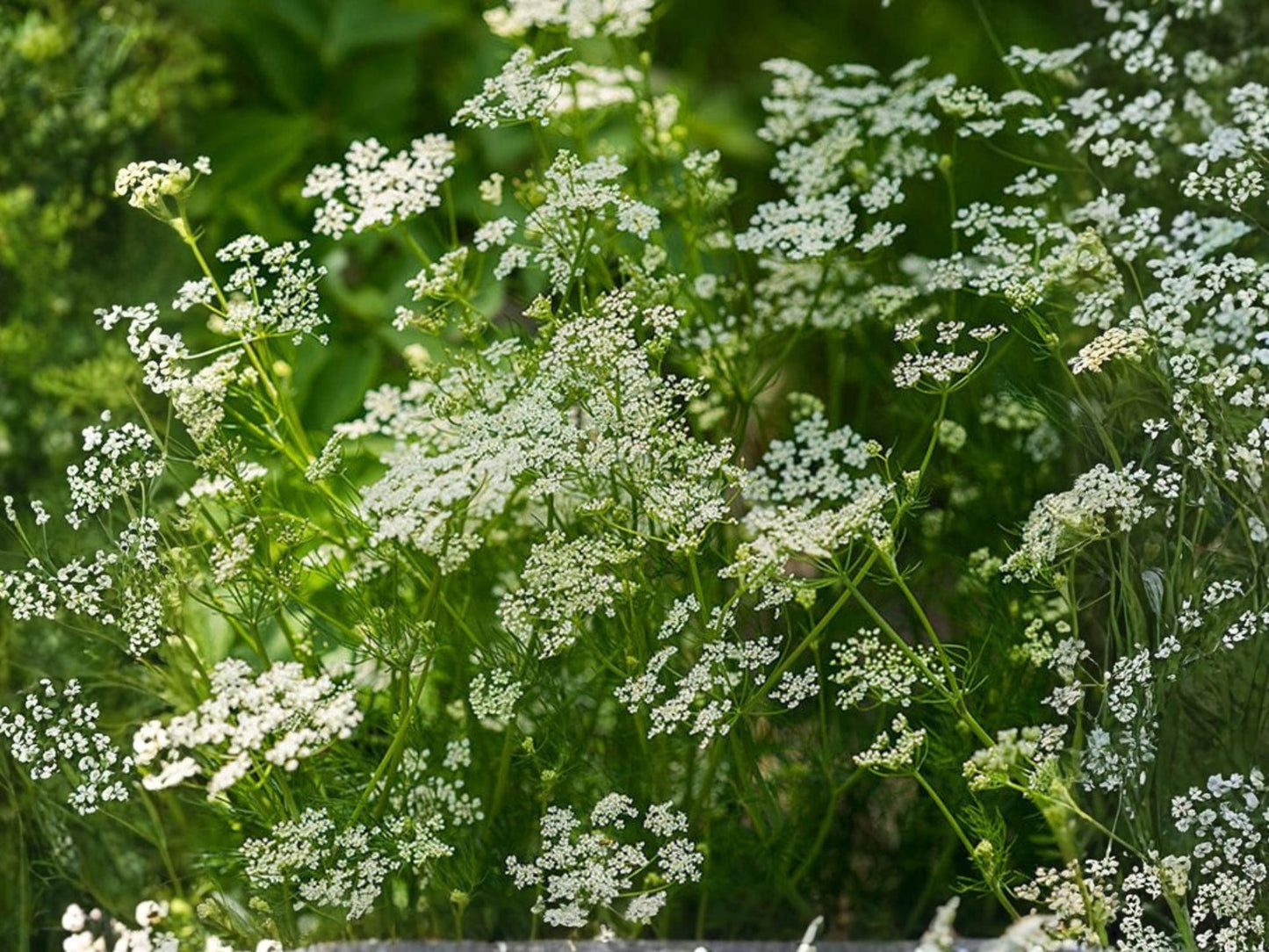 Caraway Herb Seeds – 300 Non-GMO, Aromatic Culinary & Medicinal Herb, Easy to Grow, Botanical Name Carum carvi