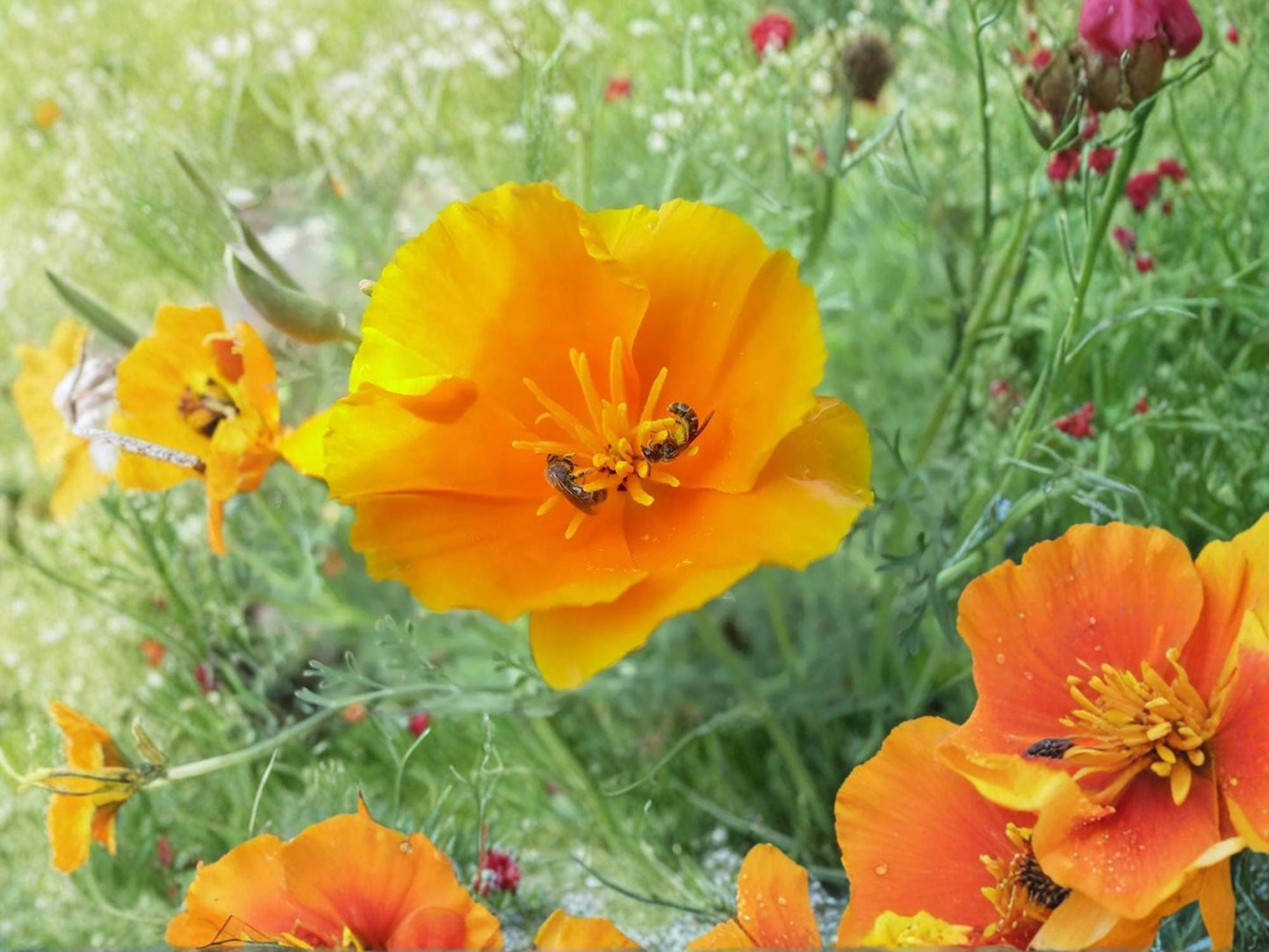California Poppy Seeds – Bright Orange Wildflower – Eschscholzia californica – Drought Tolerant, Native Wildflower, 50 Seeds