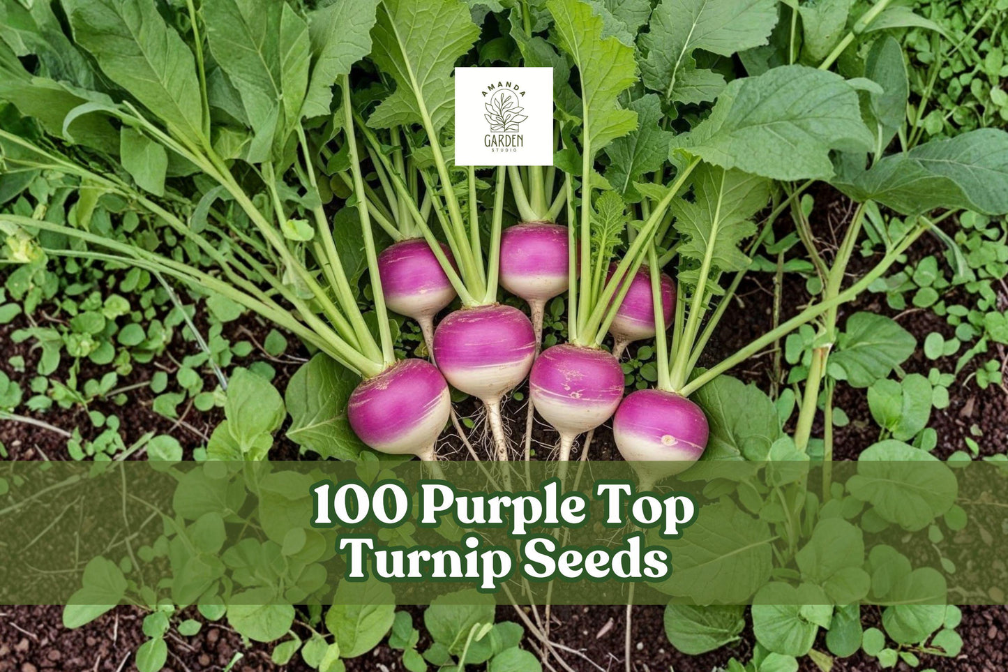 100 Purple Top Turnip Seeds - Heirloom Brassica rapa for Garden Planting, Cool-Season Vegetable, Non-GMO