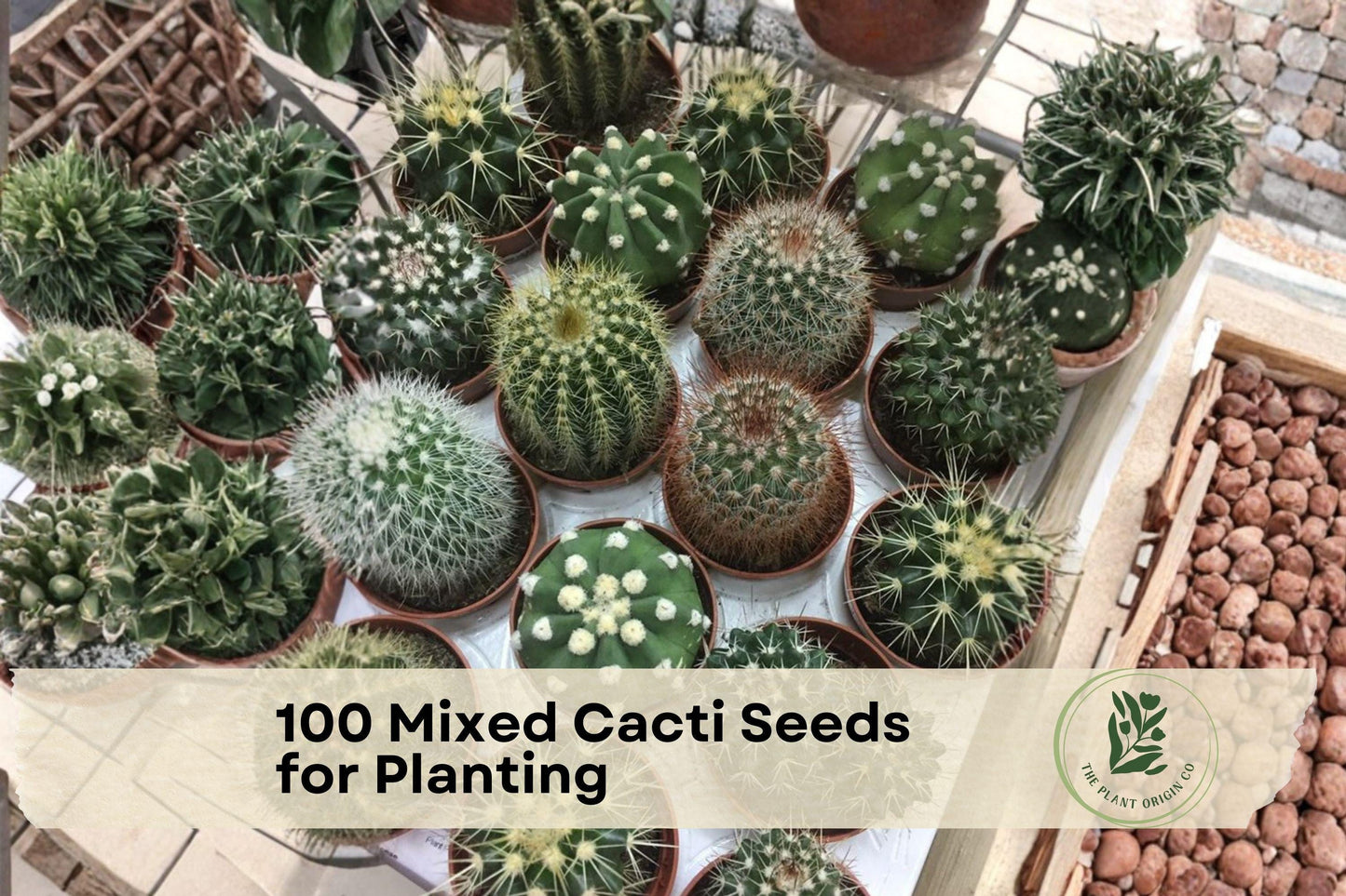Mixed Cactus Seeds - 100 Assorted Varieties for Indoor & Outdoor Planting, Desert Garden, Succulent Soil, USA