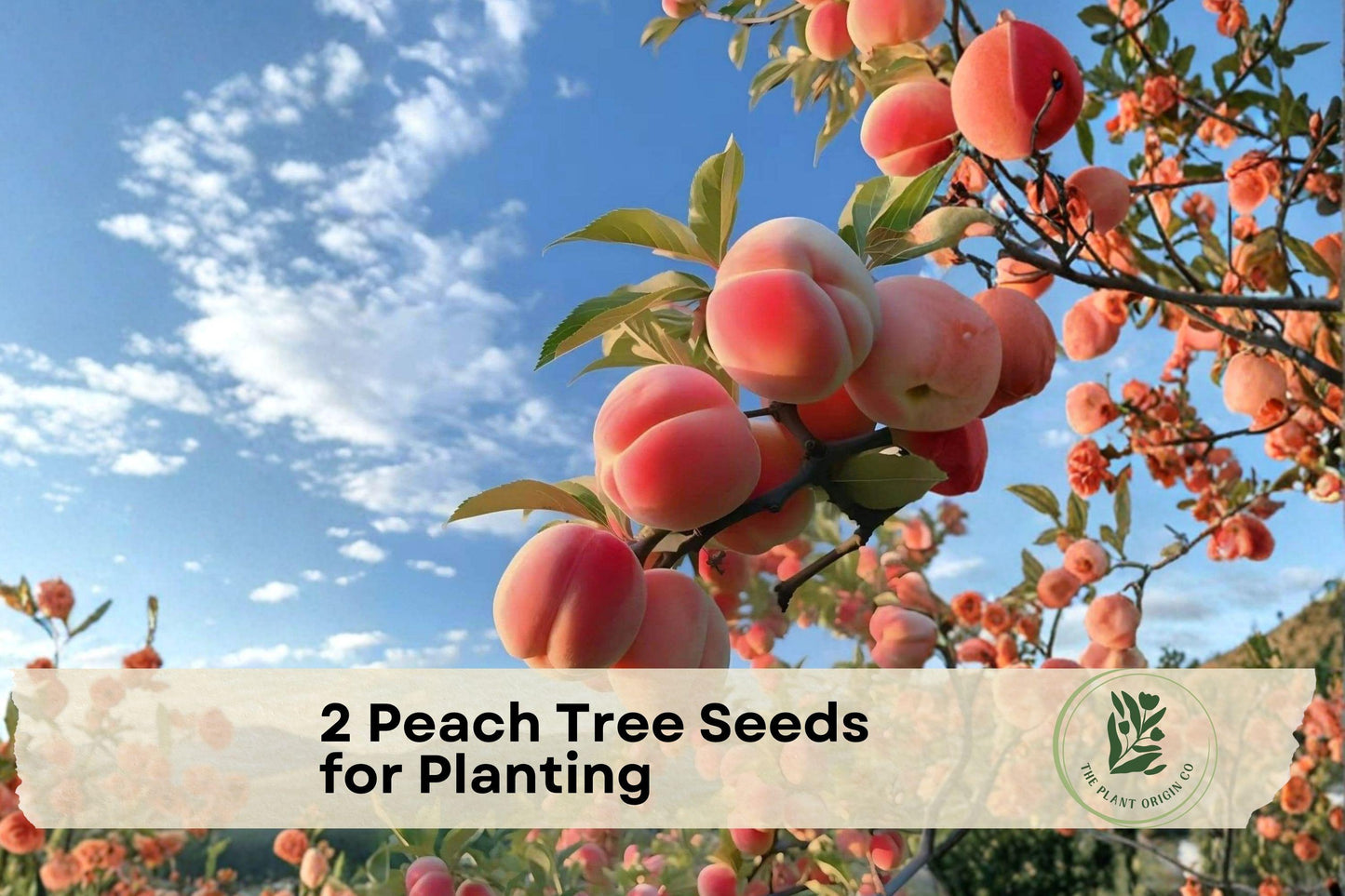 Peach Tree Seeds for Planting - Prunus persica, Garden, Container, Bonsai, Fruit Tree Seeds, 2 Pack