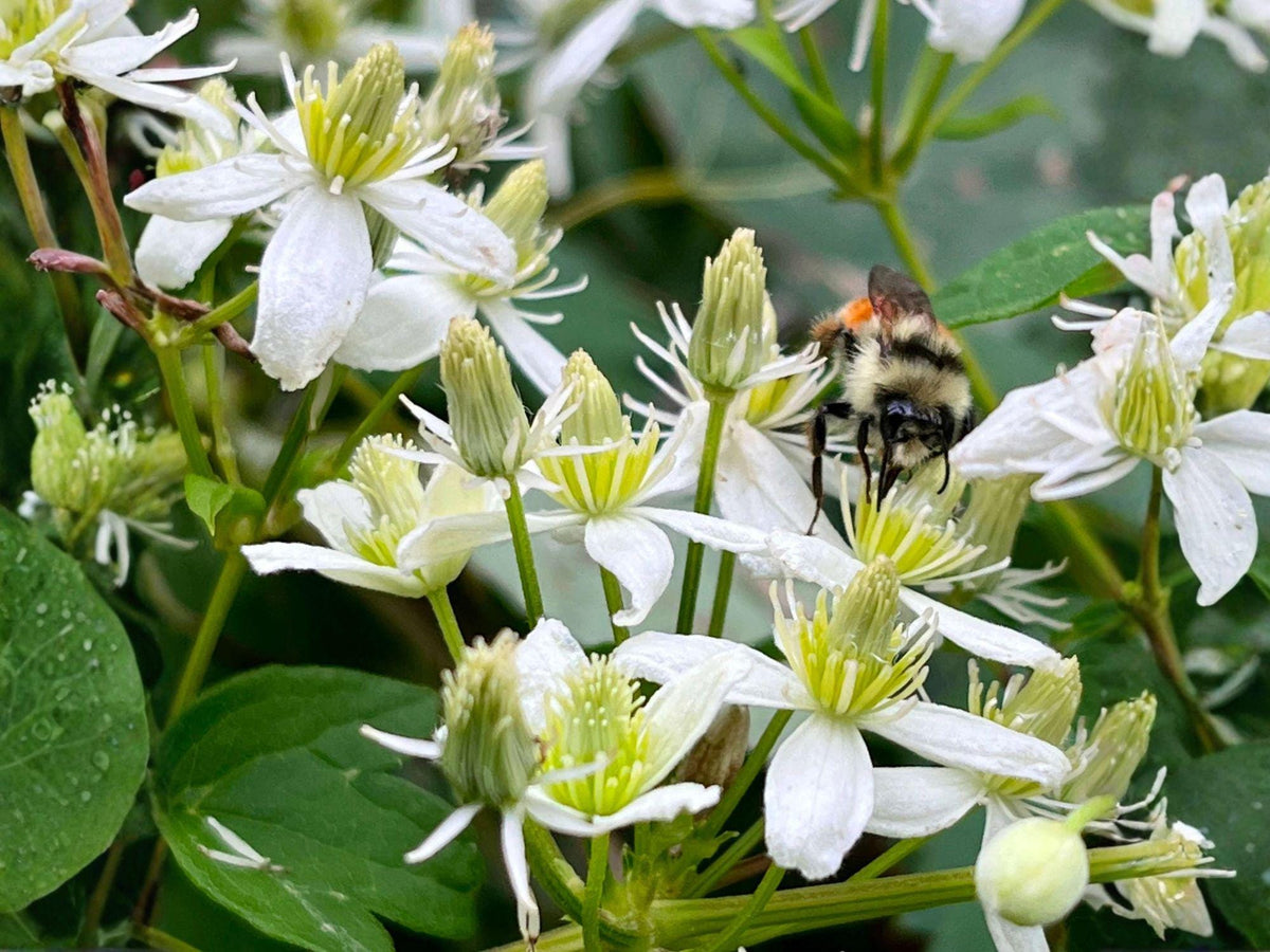 Clematis Virginiana Flower Seeds – 50 Native White Climbing Vine Seeds for Pollinator Gardens and Natural Landscapes
