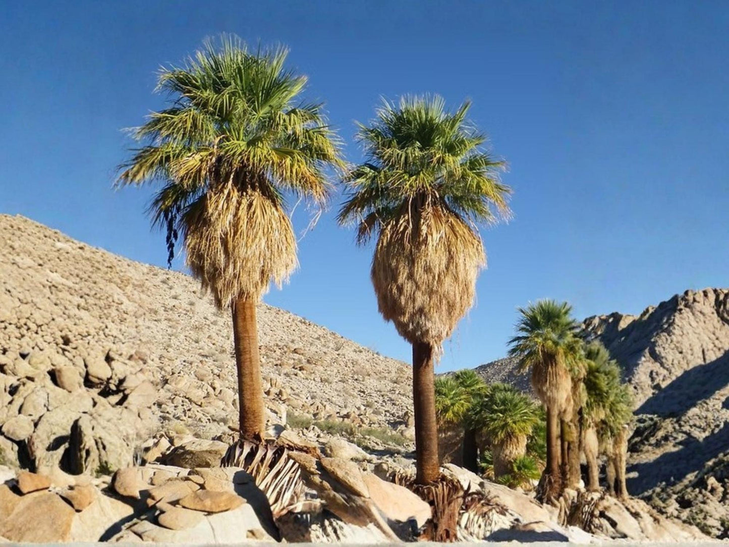 California Fan Palm Seeds – Washingtonia filifera – Native Desert Palm Tree – 5 Seeds for Drought Tolerant Landscaping