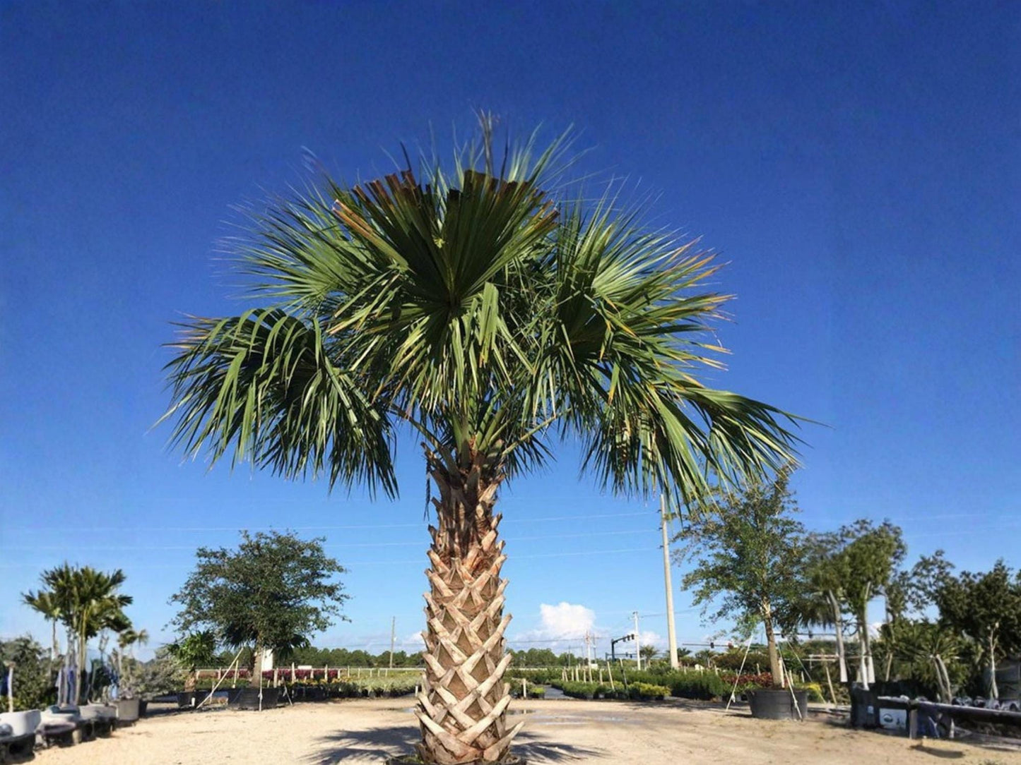 Sabal Palmetto Seeds – Cabbage Palm Native Hardy Tree for Coastal Gardens – 5 Seeds