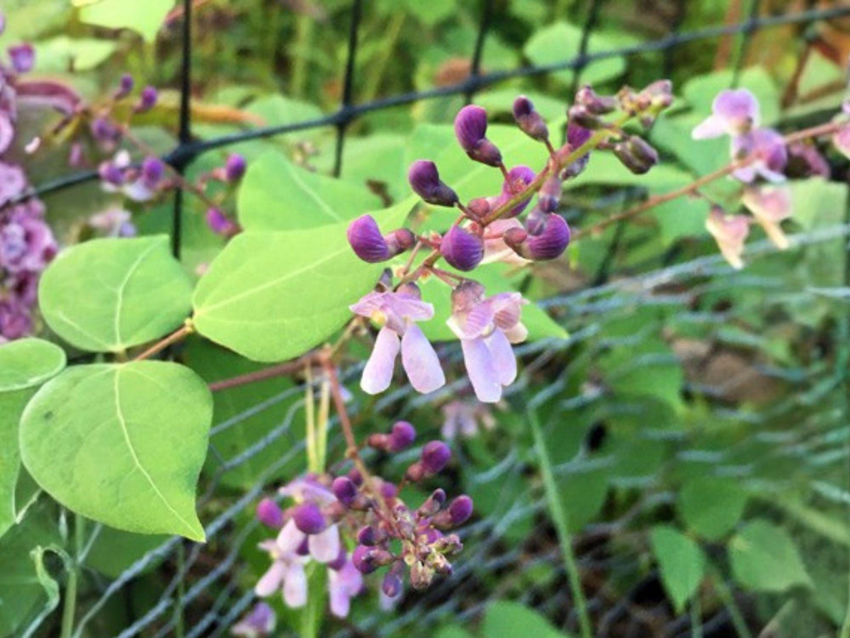 Wild Kidney Bean Vine Seeds – Perennial Climbing Flower with Purple-Pink Blooms – Native North American Pollinator Plant