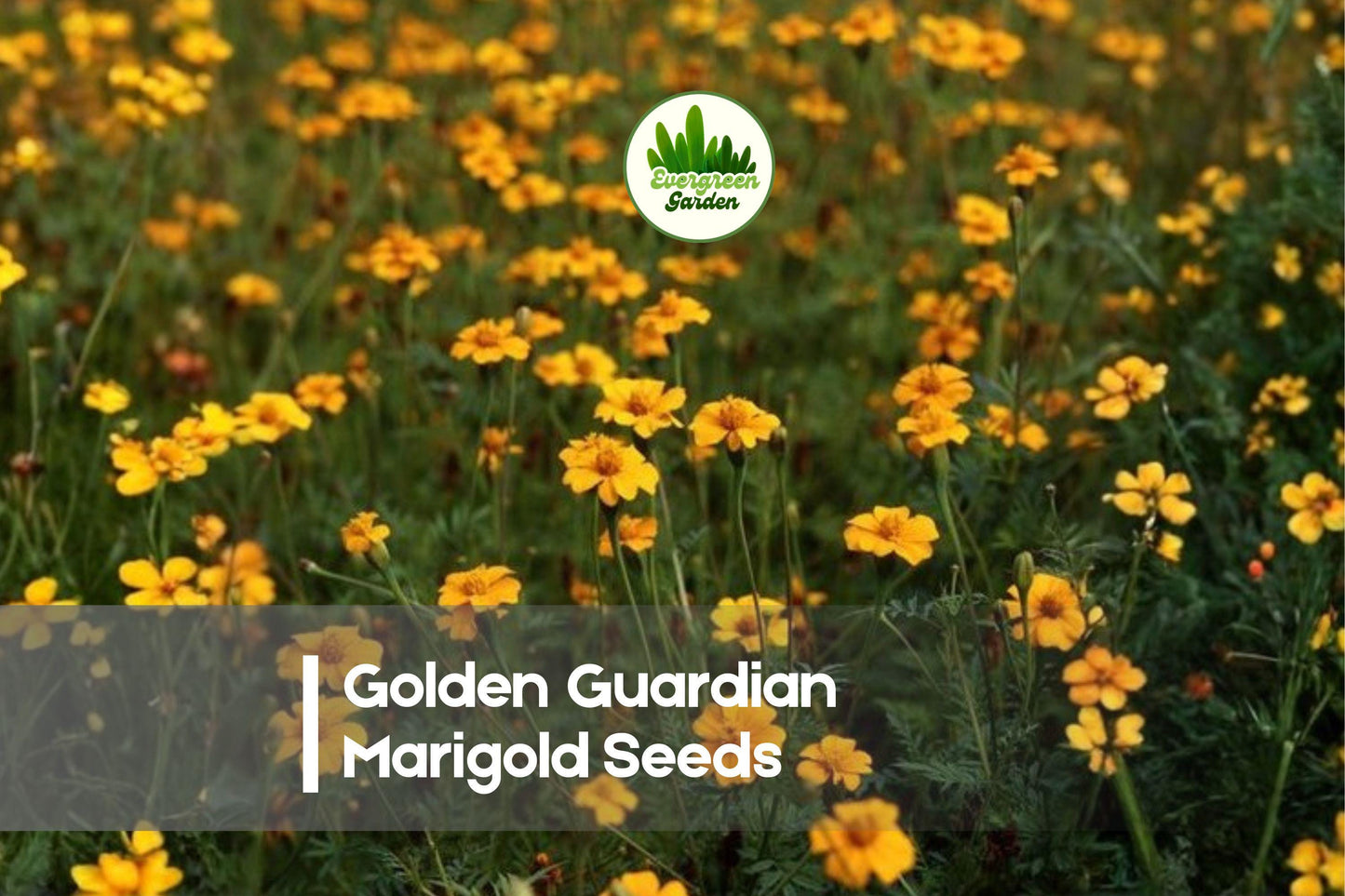 Golden Guardian Marigold Seeds, Bright Golden Yellow Blooms, Tagetes spp., Annual Flower for Borders, Pots & Garden Beds