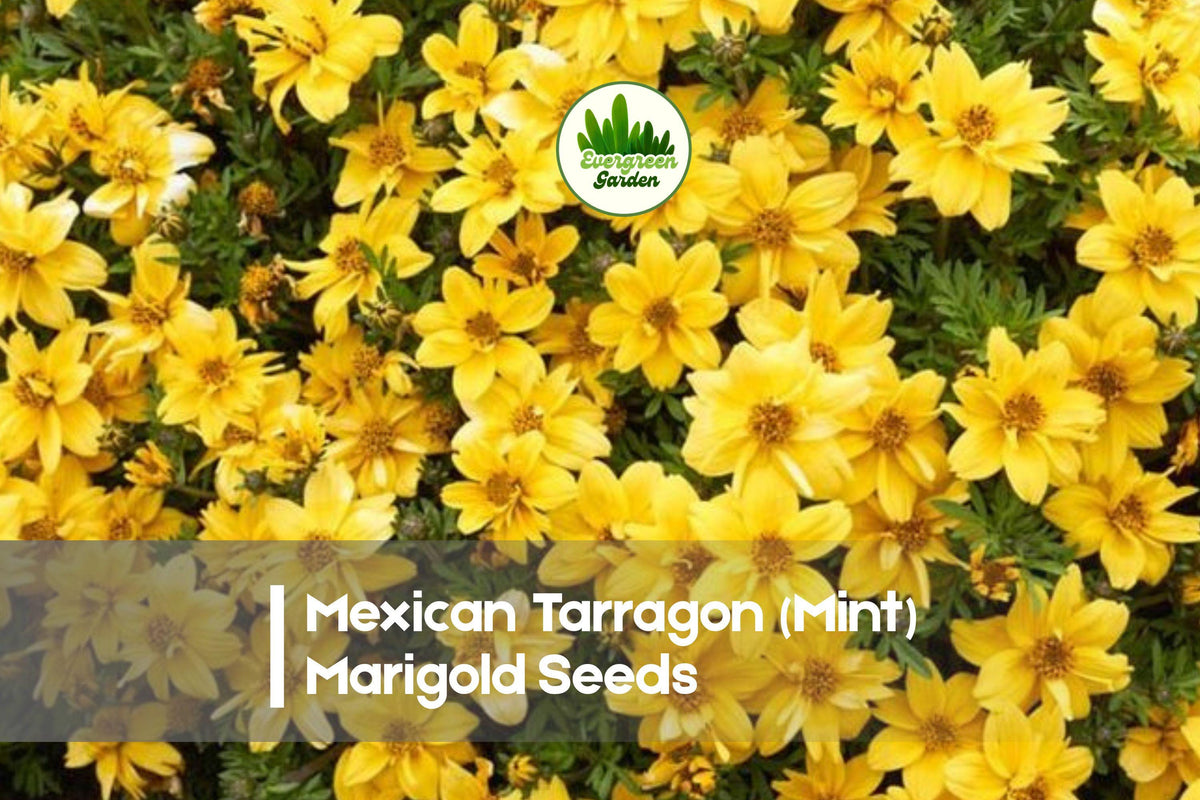 Mexican Tarragon Seeds, Tagetes lucida, Aromatic Foliage, Bright Yellow Blooms, Butterfly Attractant, Full Sun, 25+ Seeds