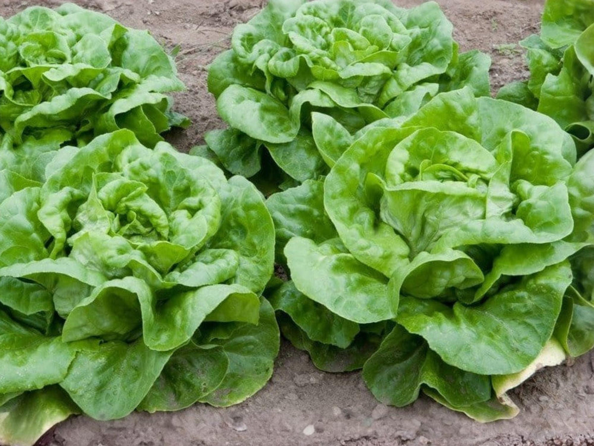 Buttercrunch Lettuce Seeds – Heirloom Butterhead Green, 1000 Seeds for Salad Gardens, Heat Tolerant, Non-GMO, Home Garden, Container Planting