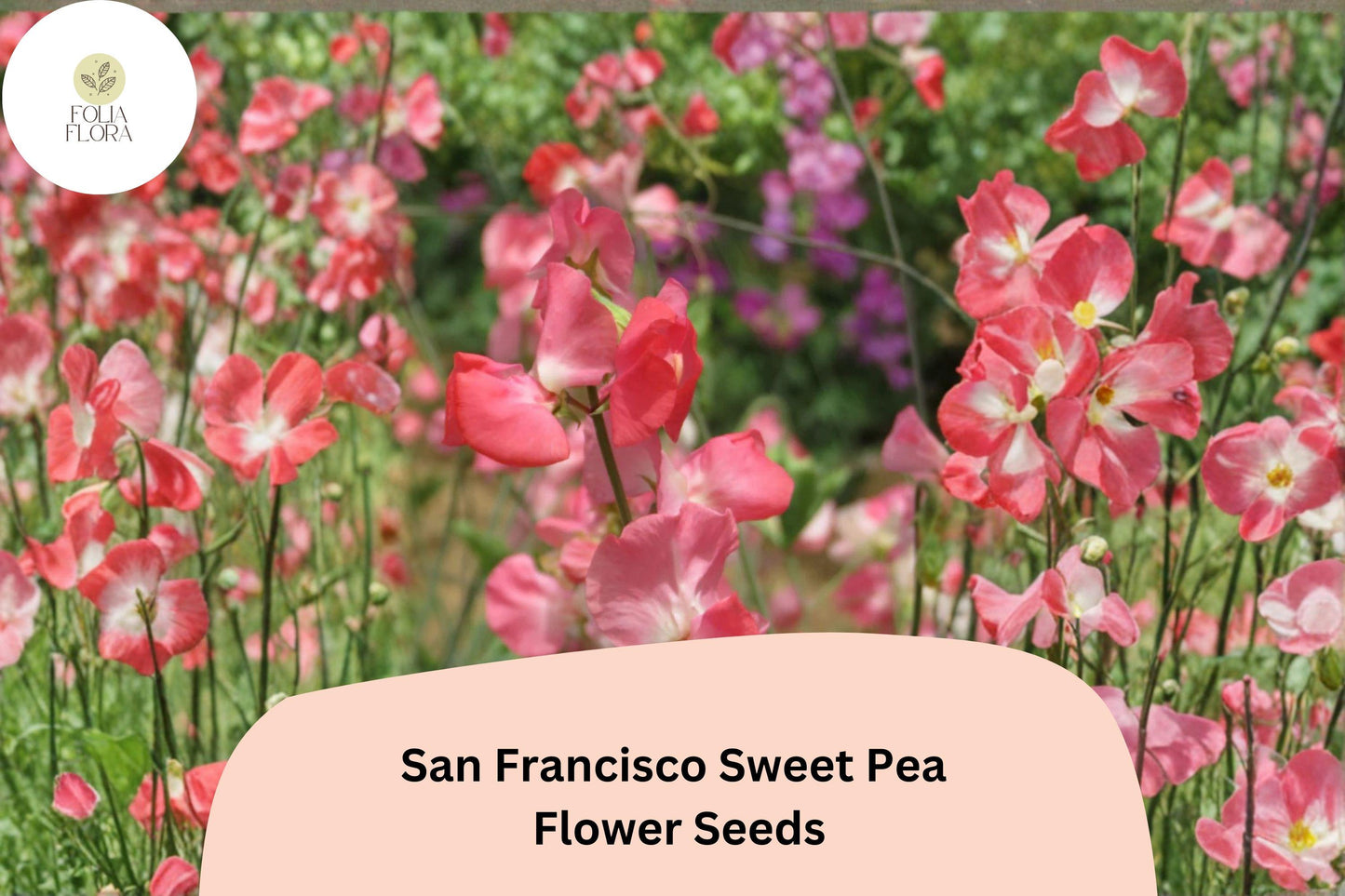 San Francisco Semi-Dwarf Sweet Pea Seeds | Soft Pink Climbing Flowers for Garden, Containers & Borders | Lathyrus odoratus