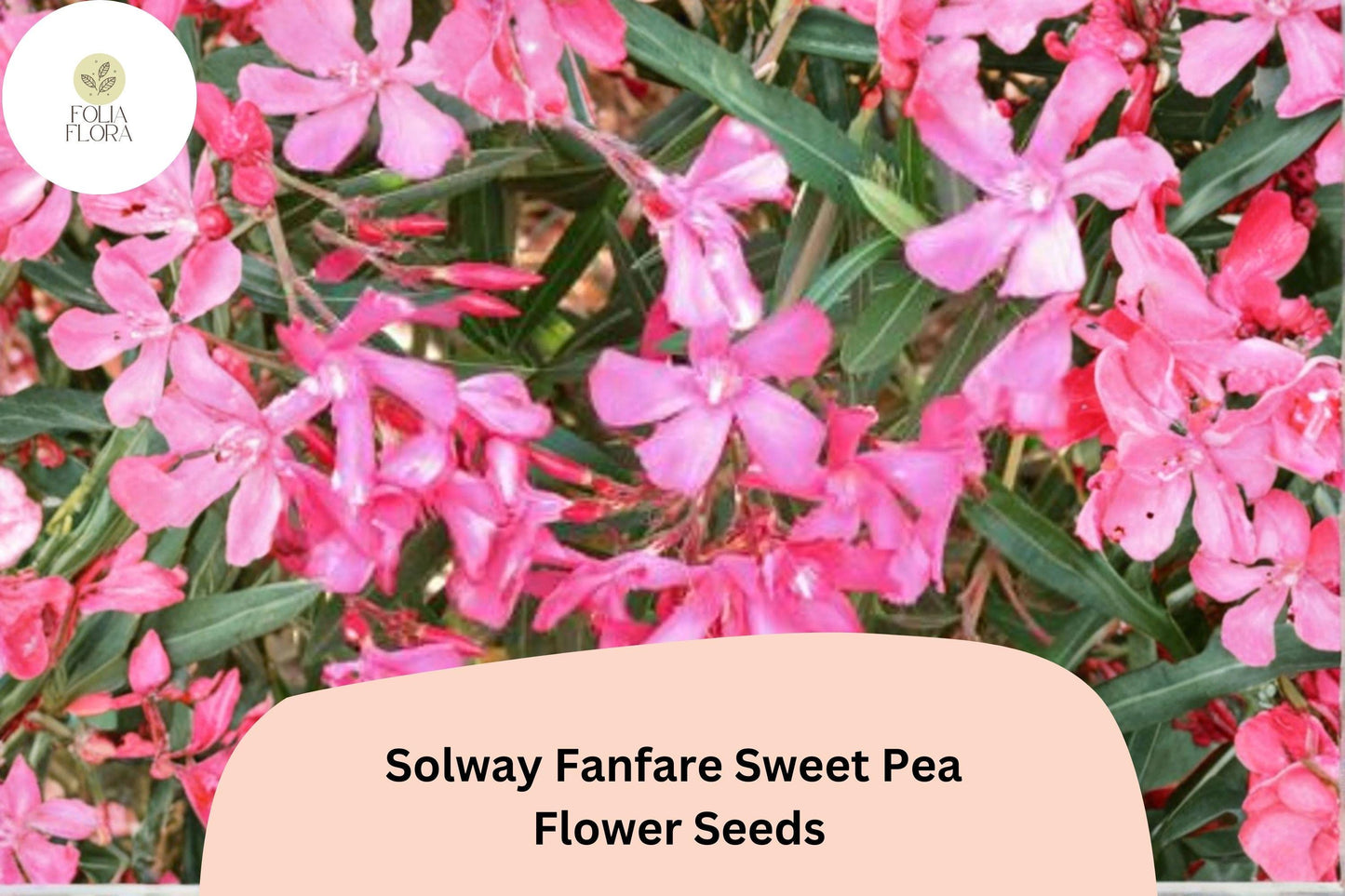 50+ Solway Fanfare Semi-Dwarf Sweet Pea Seeds | Pink-Purple Climbing Vine for Gardens & Containers | Lathyrus odoratus