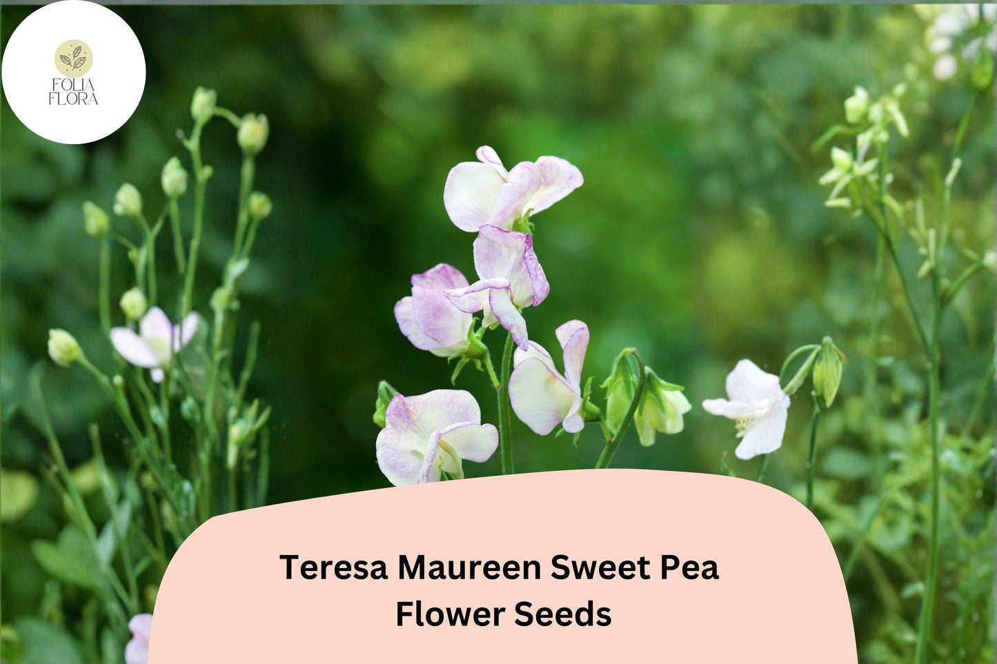 50+ Teresa Maureen Semi-Dwarf Sweet Pea Seeds | Purple Climbing Flower Seeds | Lathyrus odoratus