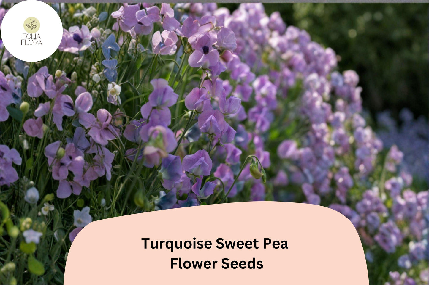 50+ Turquoise Lagoon Semi-Dwarf Sweet Pea Seeds | Purple-Pink Climbing Flowers | Lathyrus odoratus