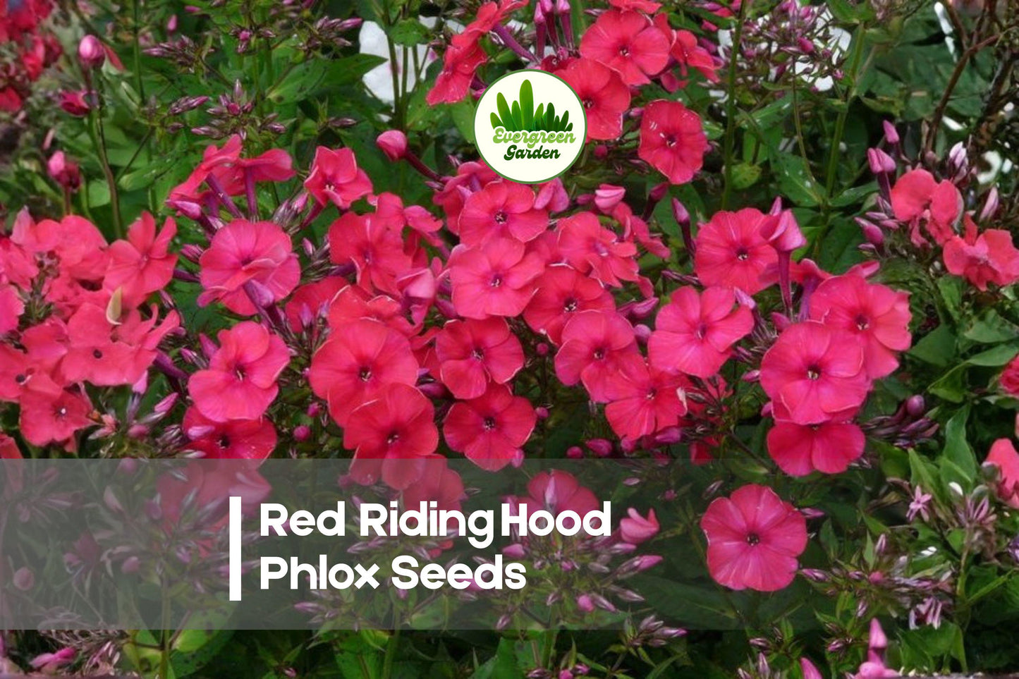 Red Riding Hood Phlox Seeds – 100+ Bright Red Flowering Annual for Borders, Containers & Cottage Gardens – Phlox drummondii