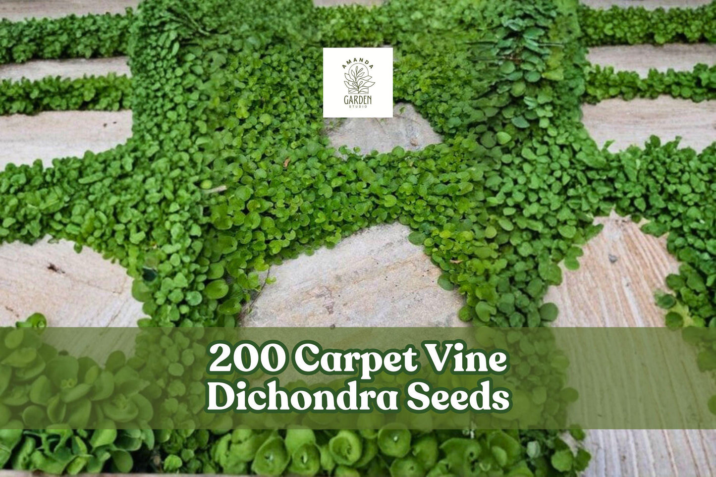 200 Carpet Vine Dichondra Seeds for Ground Cover, Spreading Plant, Garden & Landscape, Dichondra spp.
