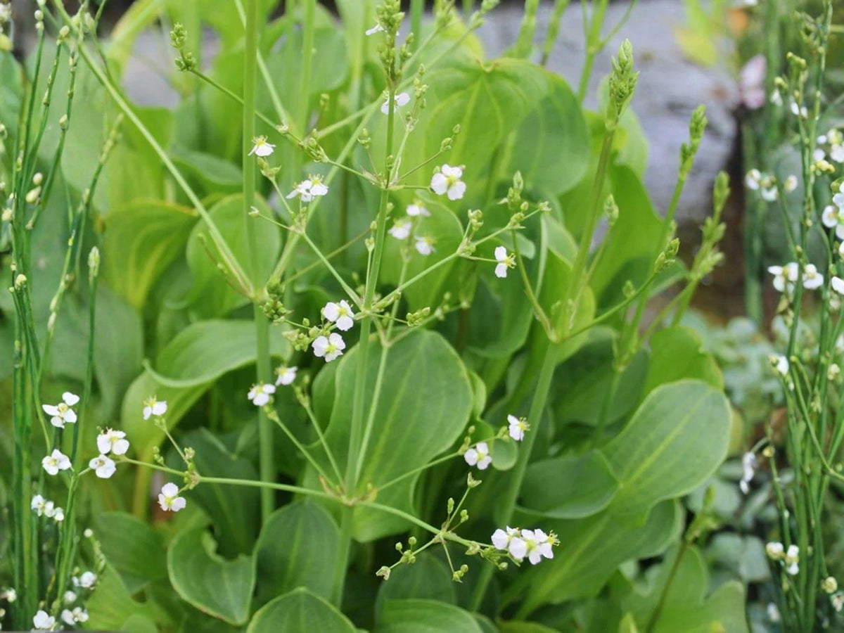 Alisma Subcordatum Seeds – Aquatic Pond Plant – Wetland Native Flower Seeds – Mud Plantain – 500 Viable Seeds