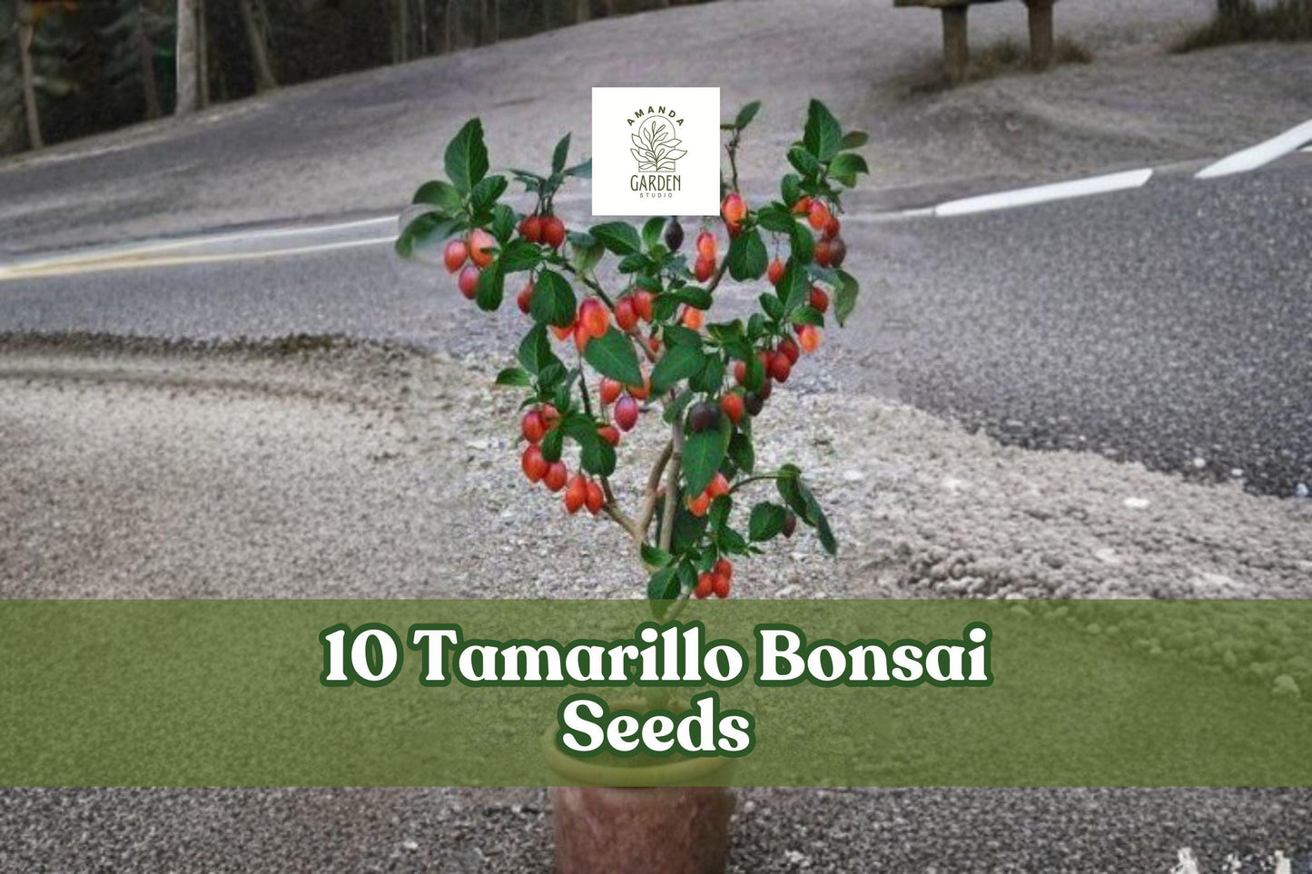 10 Tamarillo Bonsai Seeds for Planting Cyphomandra betacea Ornamental Tree Shrub Garden
