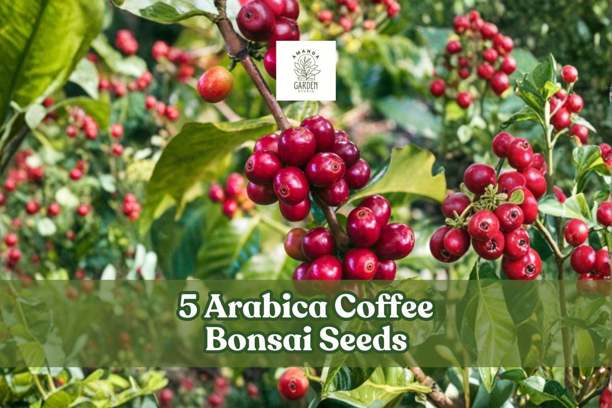 Arabica Coffee Bonsai Seeds – Ornamental Evergreen Planting Seeds for Bonsai & Indoor Container Growing (Coffea arabica)