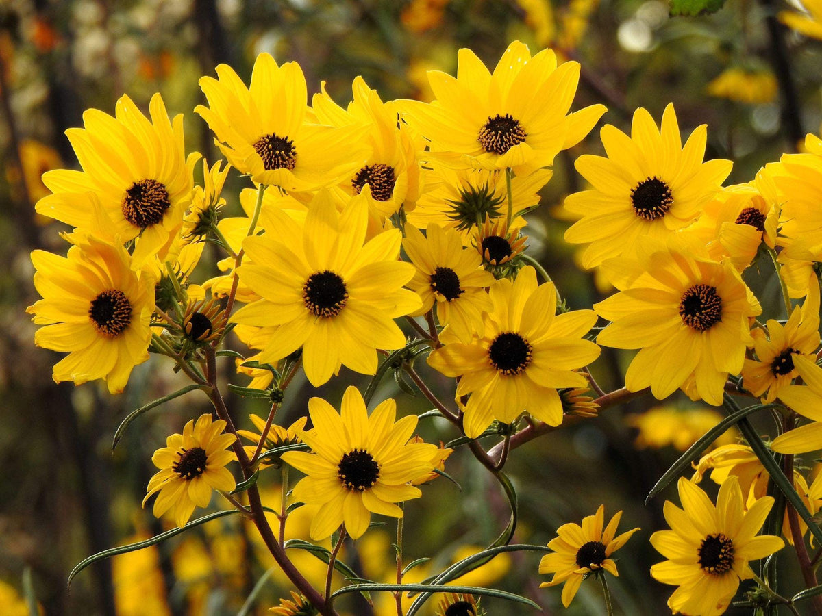 Helianthus angustifolius Seeds – Swamp Sunflower Native Pollinator Plant for Wetland Gardens – 100 Seeds
