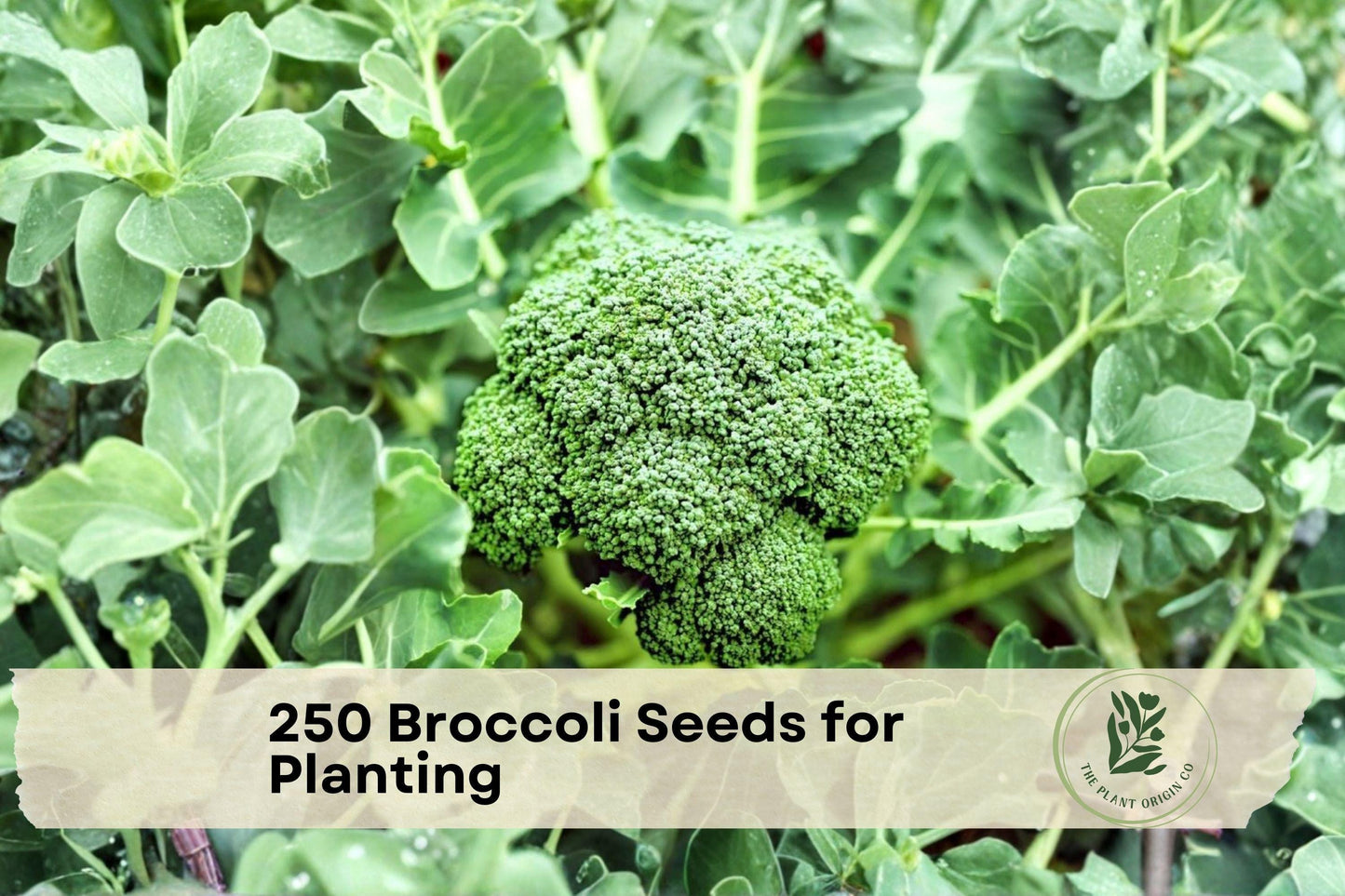 250 Broccoli Seeds for Planting, Non-GMO Brassica oleracea, Cool-Season Vegetable for Garden Beds & Containers