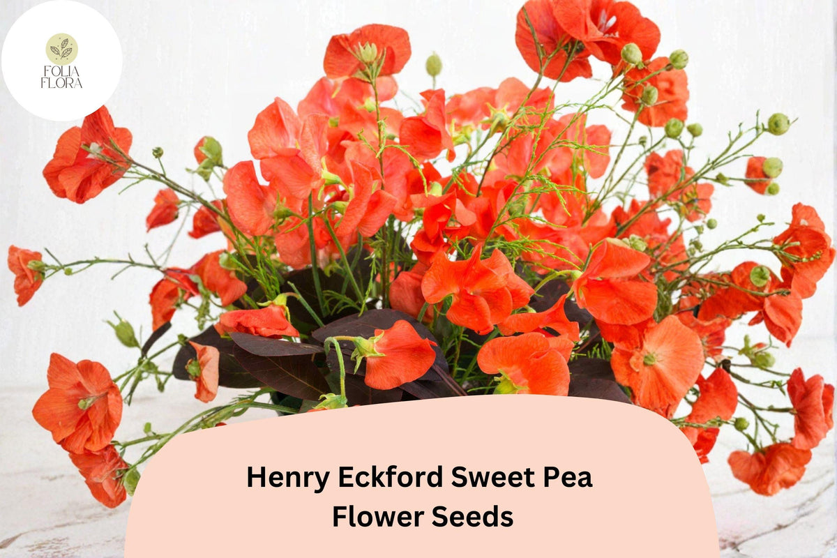 Henry Eckford Sweet Pea Seeds | Fragrant Orange Salmon Climbing Annual | Lathyrus odoratus